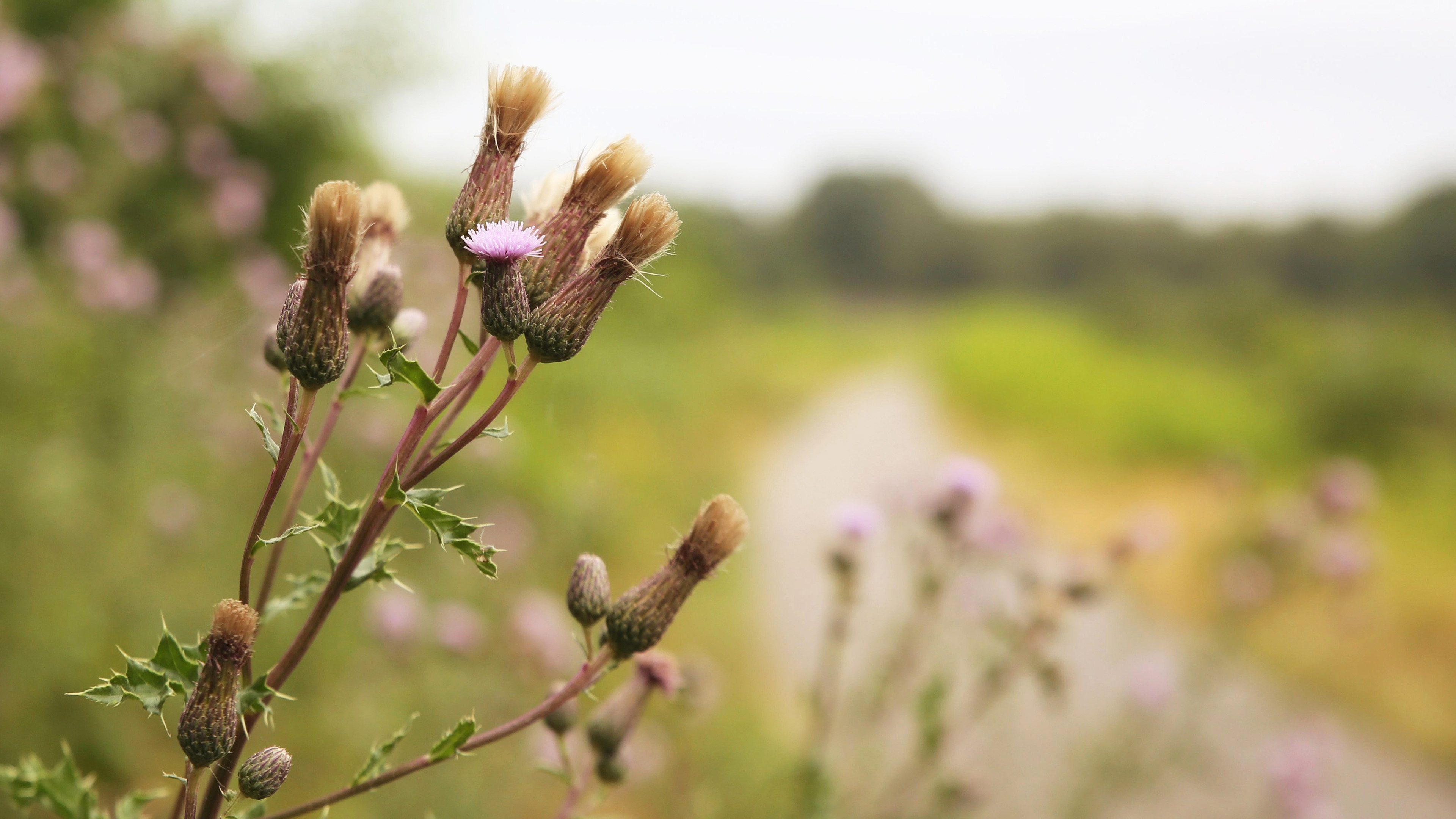 鸟语花香,小野花,特写,郊外