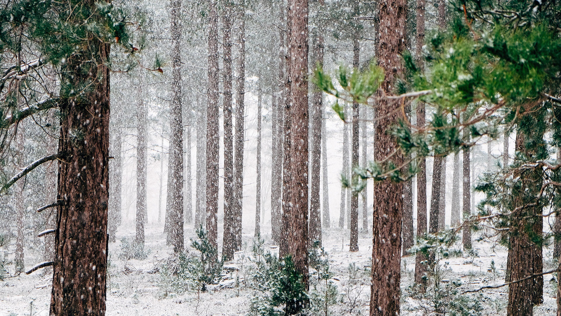冰天雪地,树林,大雪纷飞