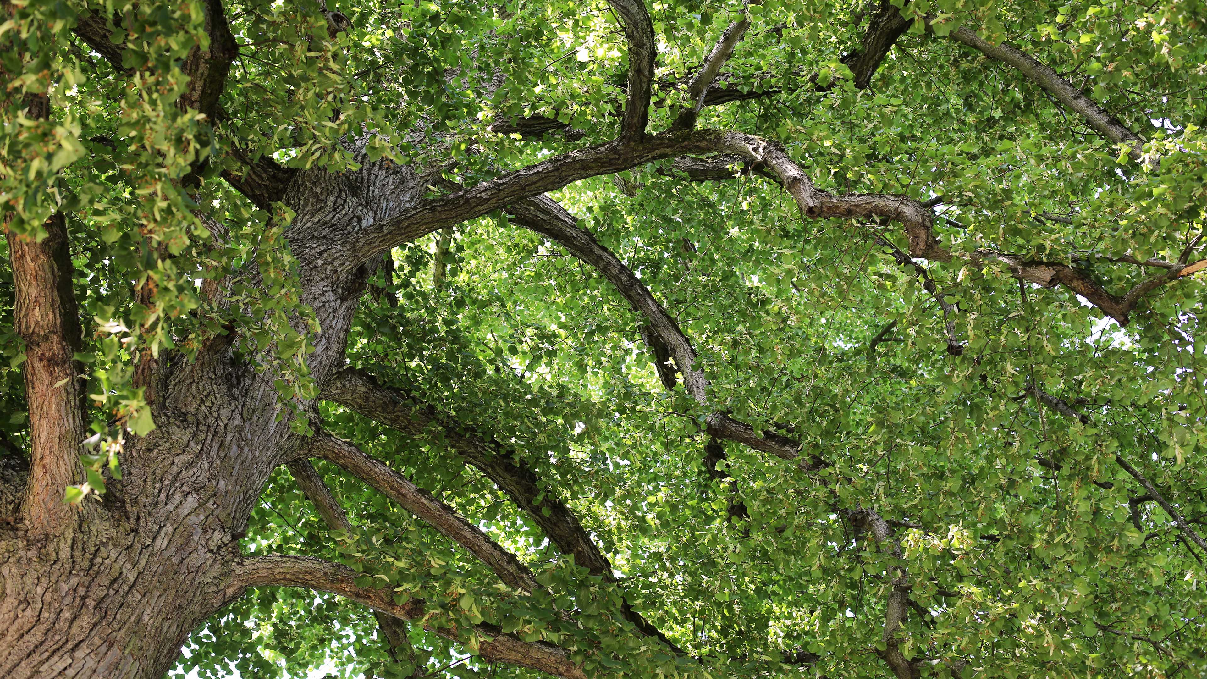 参天大树,仰望,繁盛