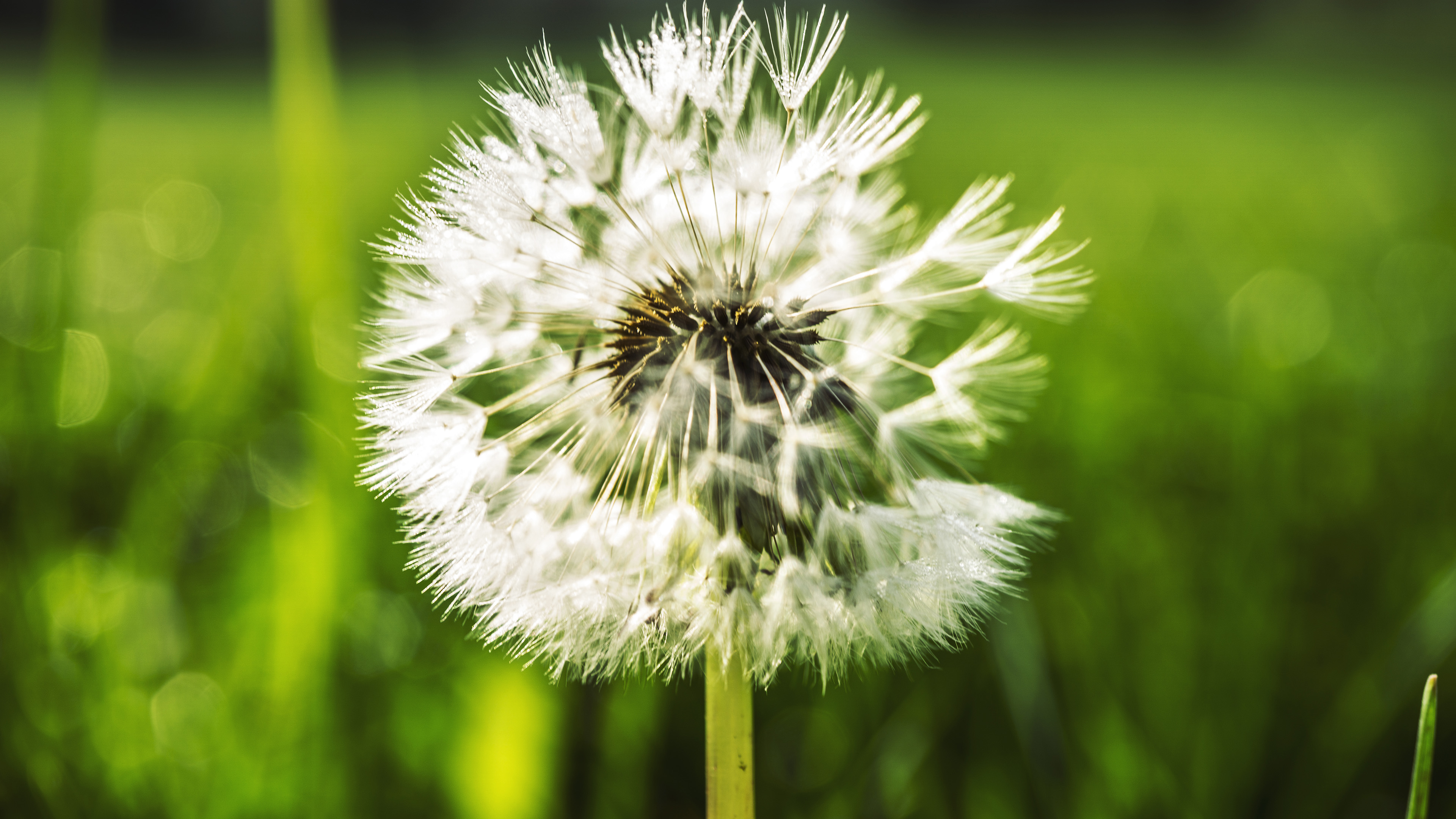 清新淡雅,蒲公英,美丽郊外