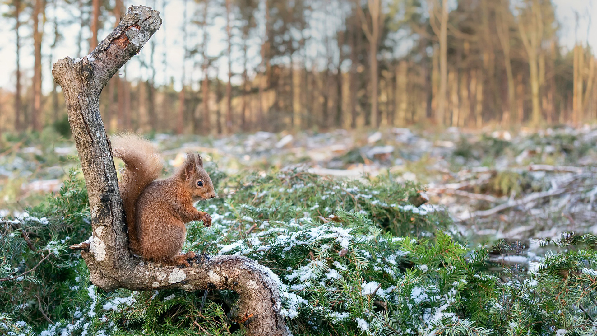野生动物,松鼠,可爱