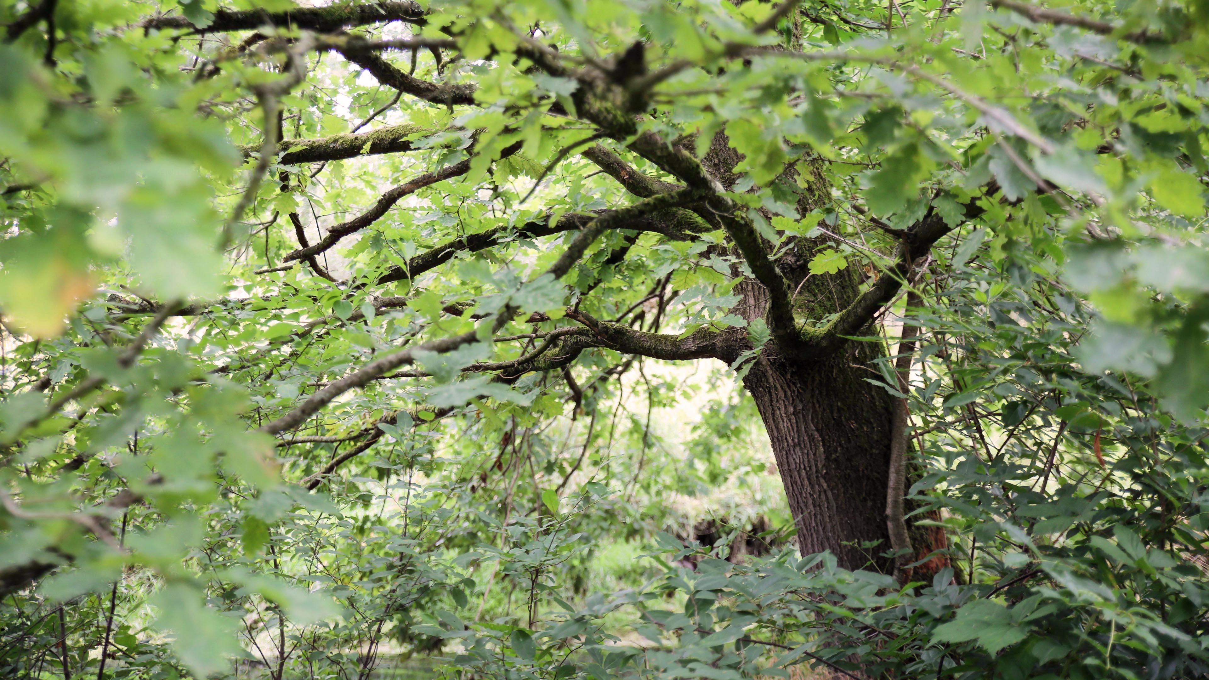 炎炎夏日,大树,树叶,森林,大自然