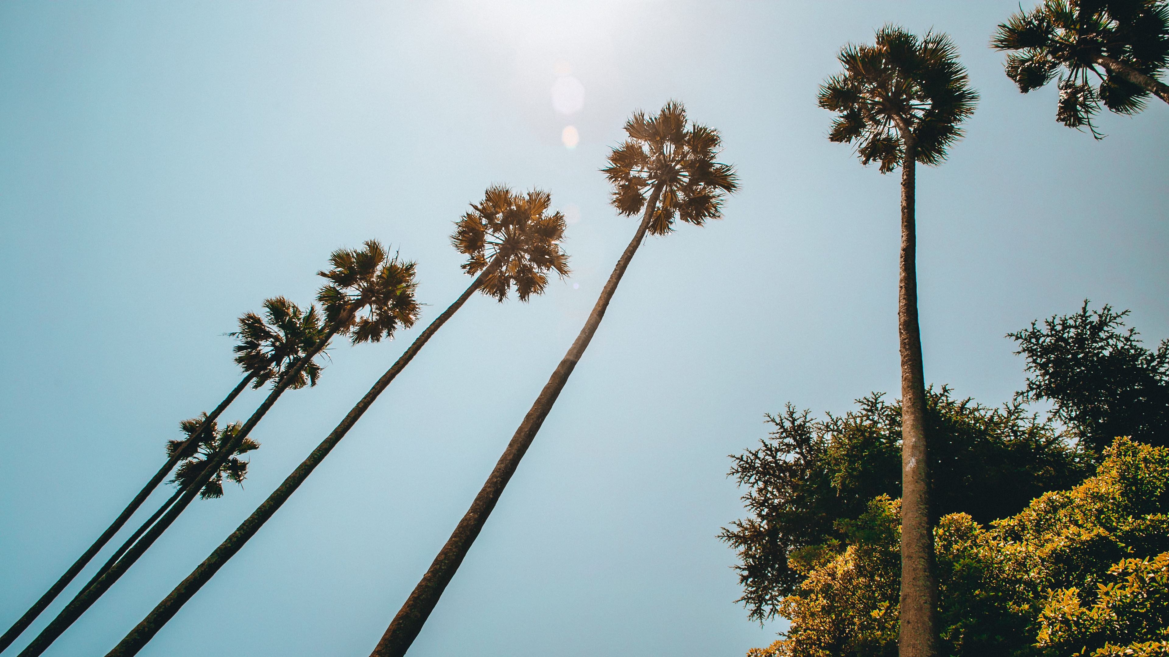 炎炎夏日,太阳,仰望天空,笔直