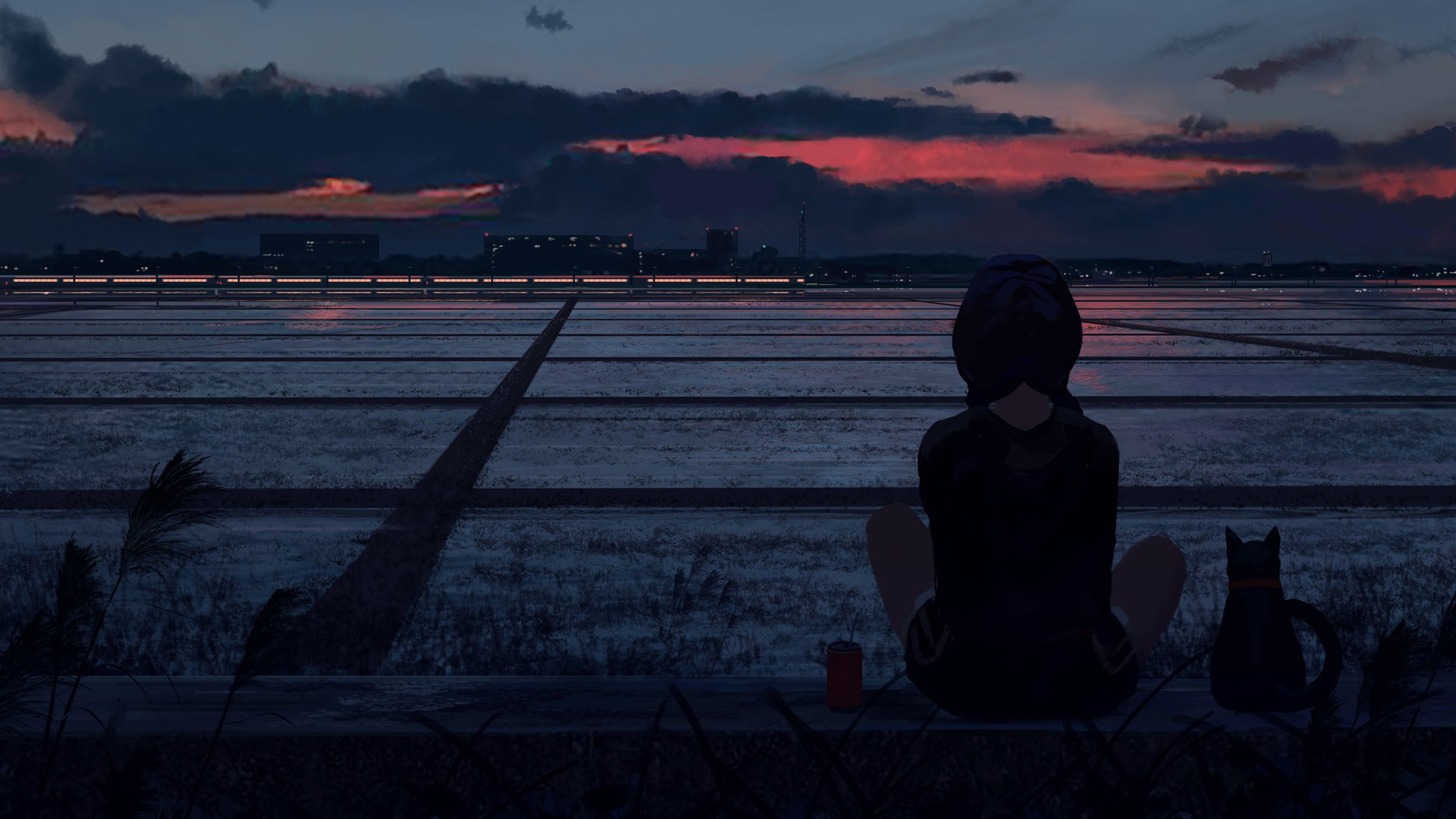 落日,猫咪,田野,红霞,背景
