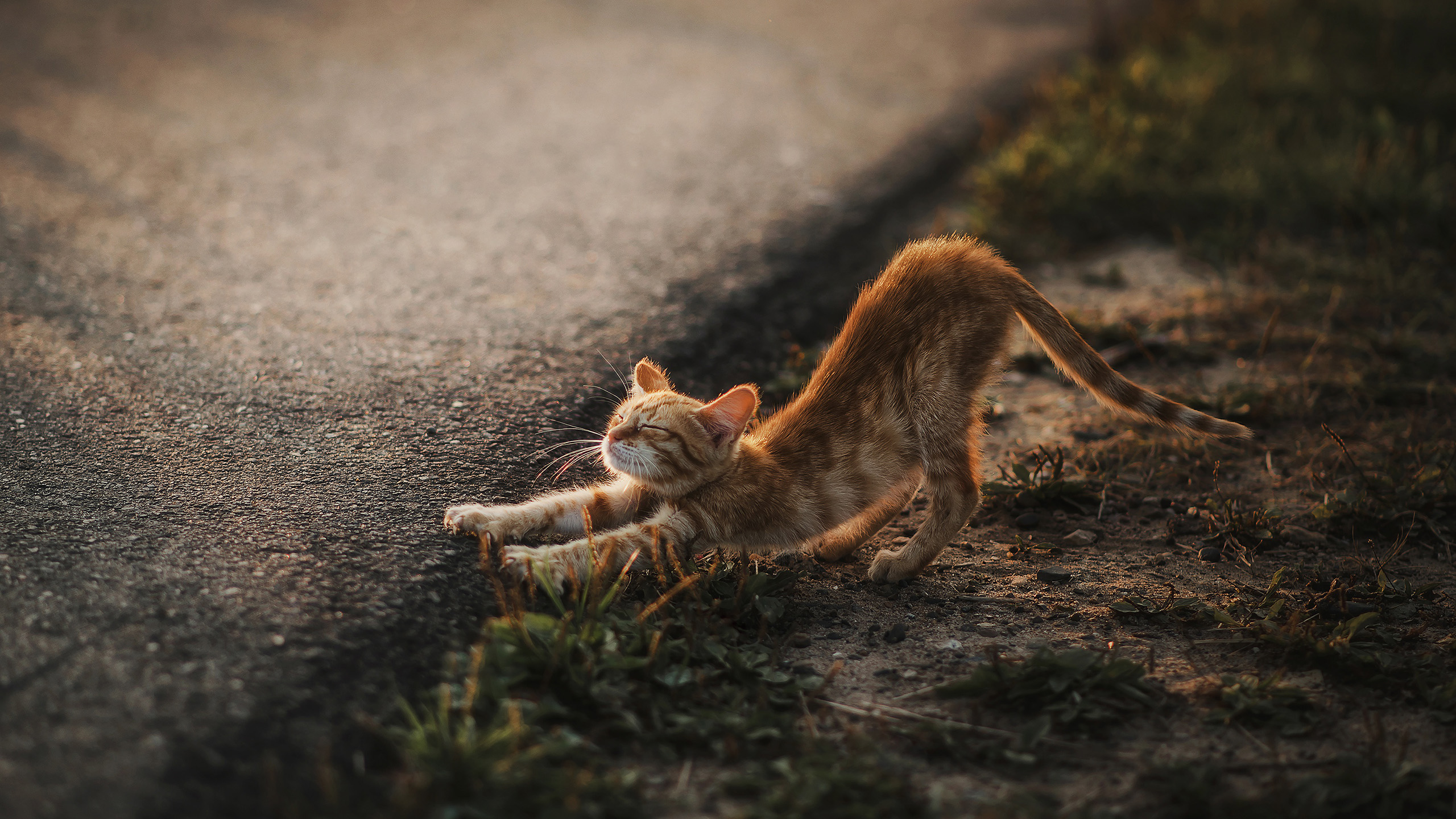 喵星人,小黄猫,伸懒腰