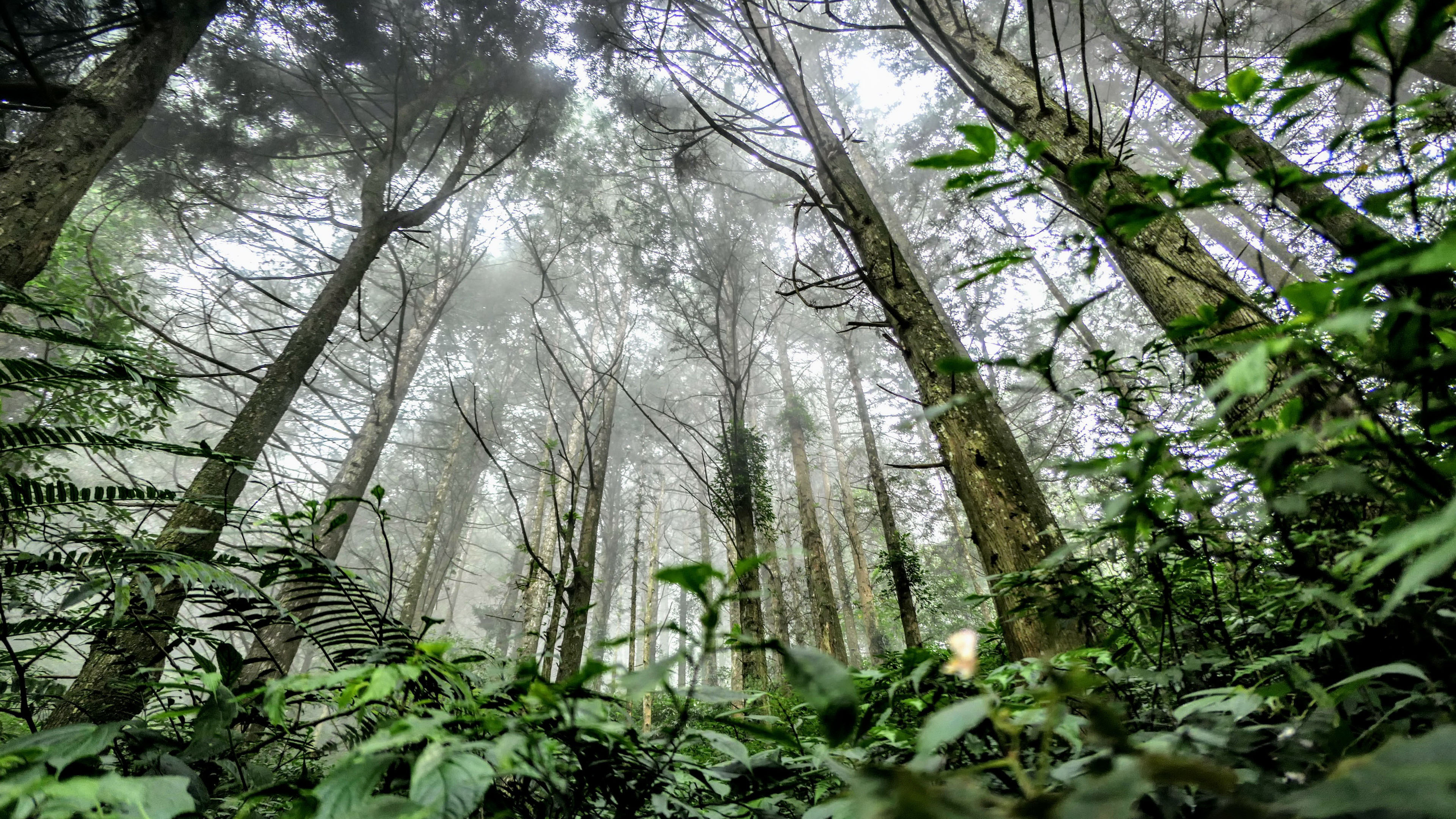 自然风光,森林,迷雾,树林