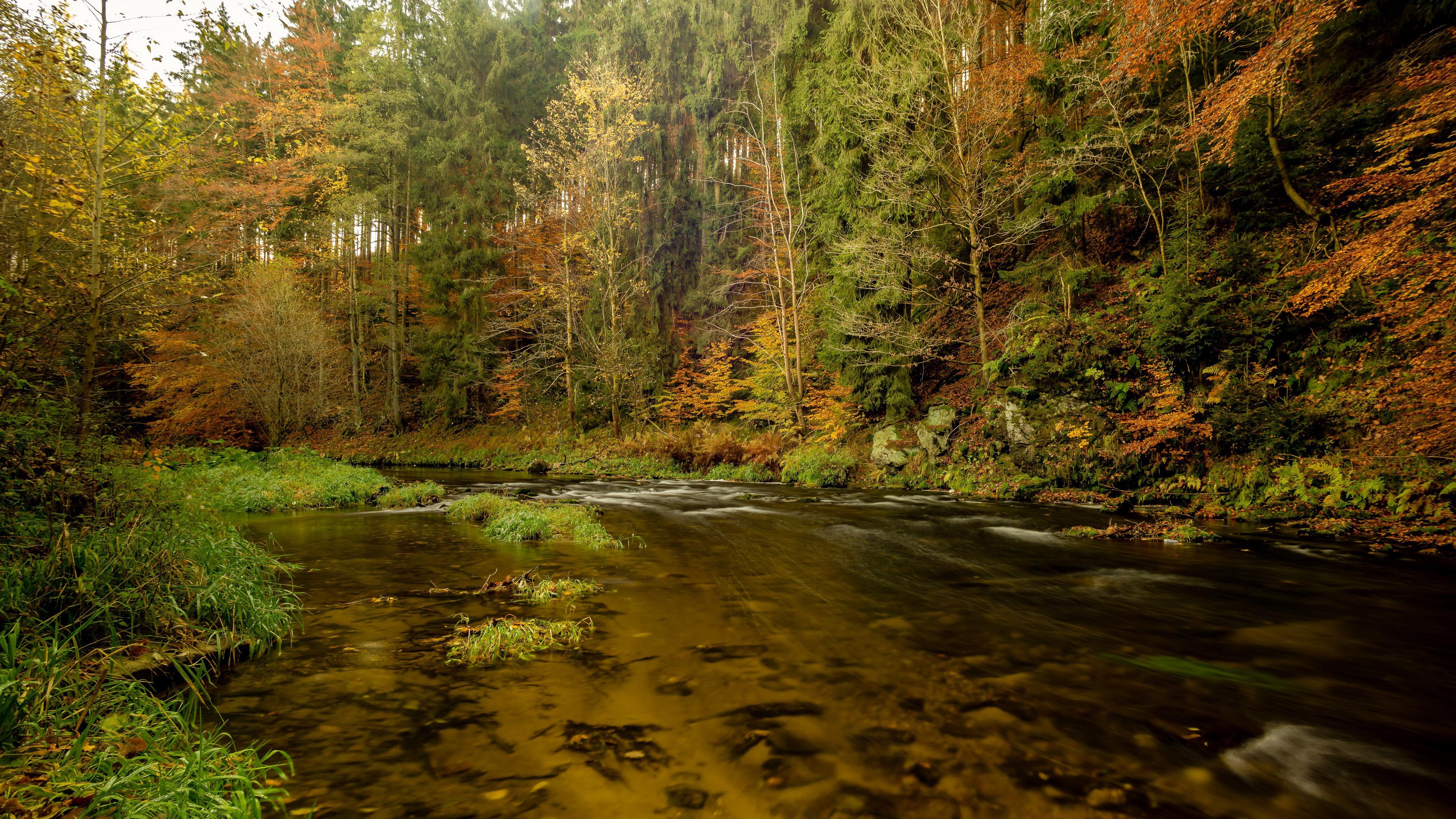 秋意正浓,消息,树林