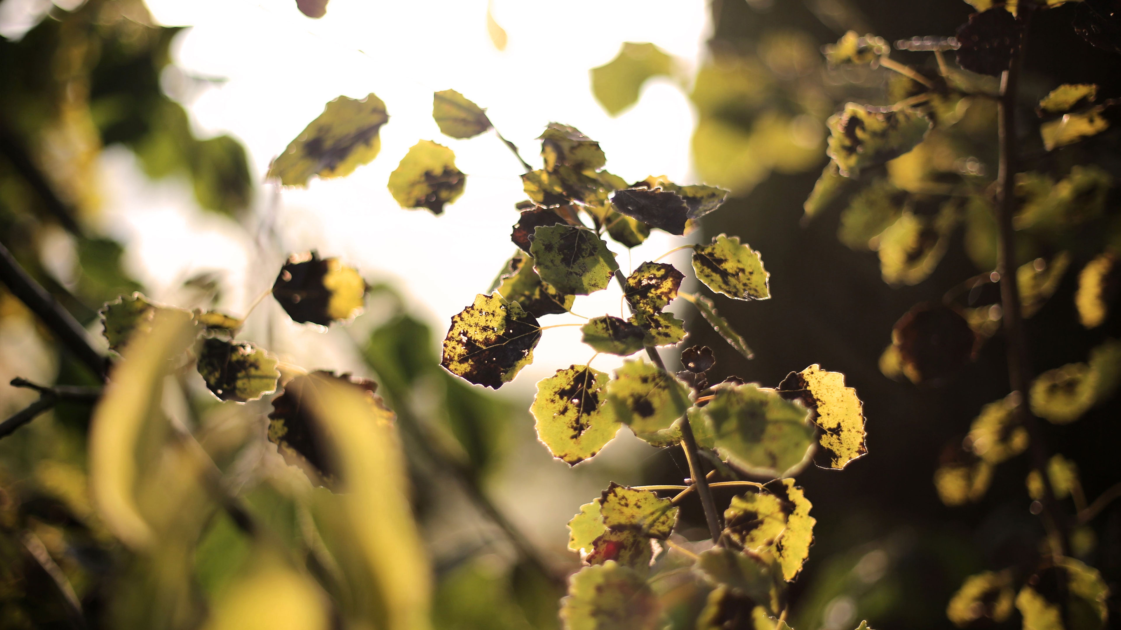 秋意正浓,树叶,枯萎,阳光