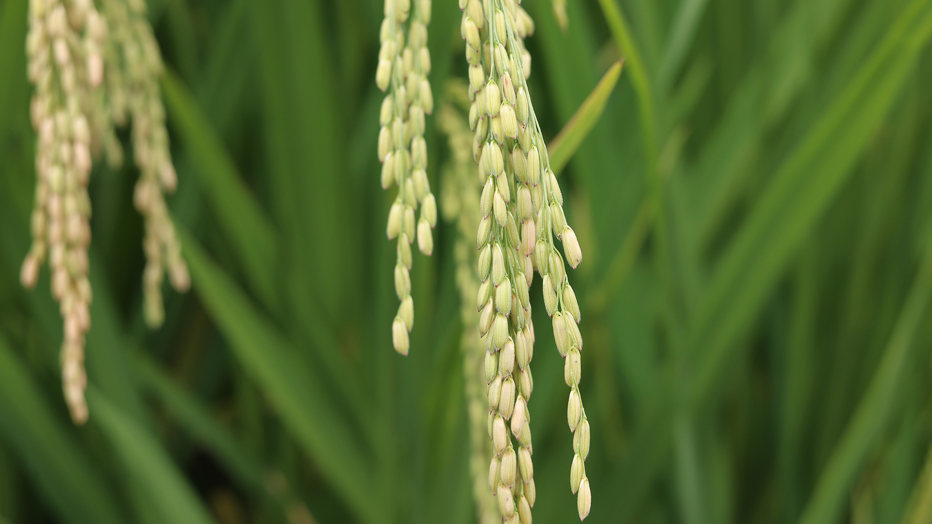 清新淡雅,农电,稻谷,穗子