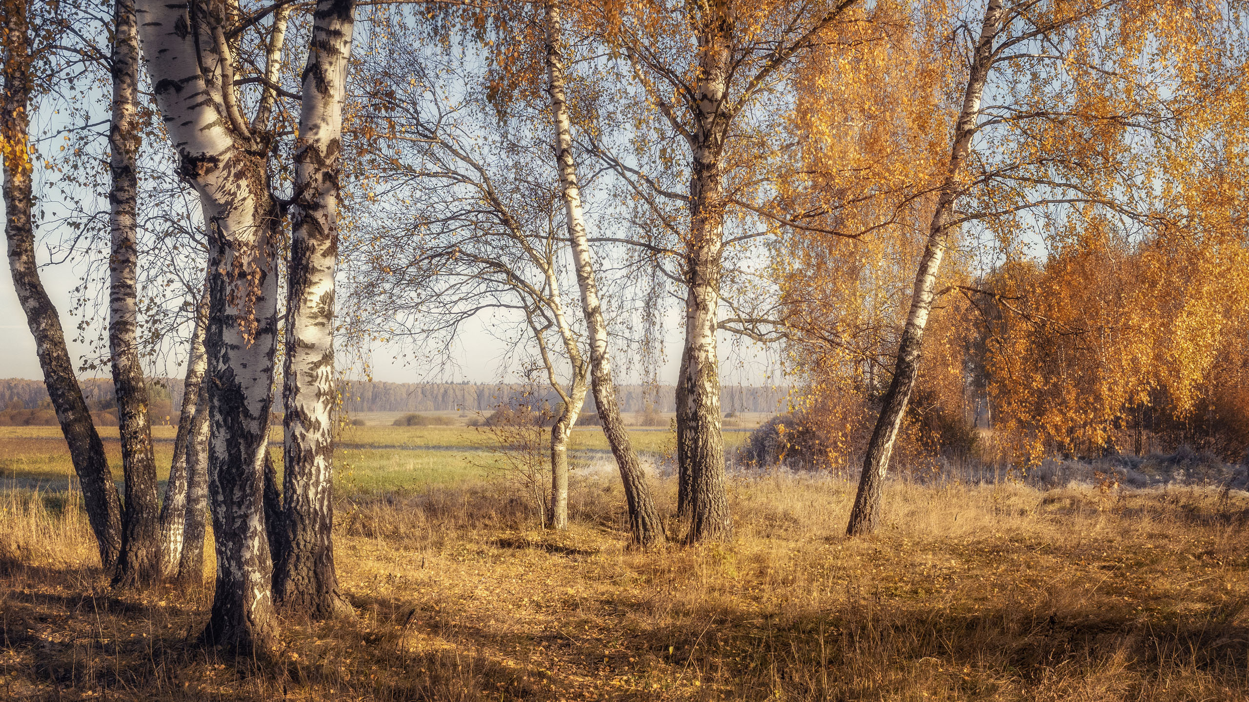 秋意正浓,树林,午后阳光