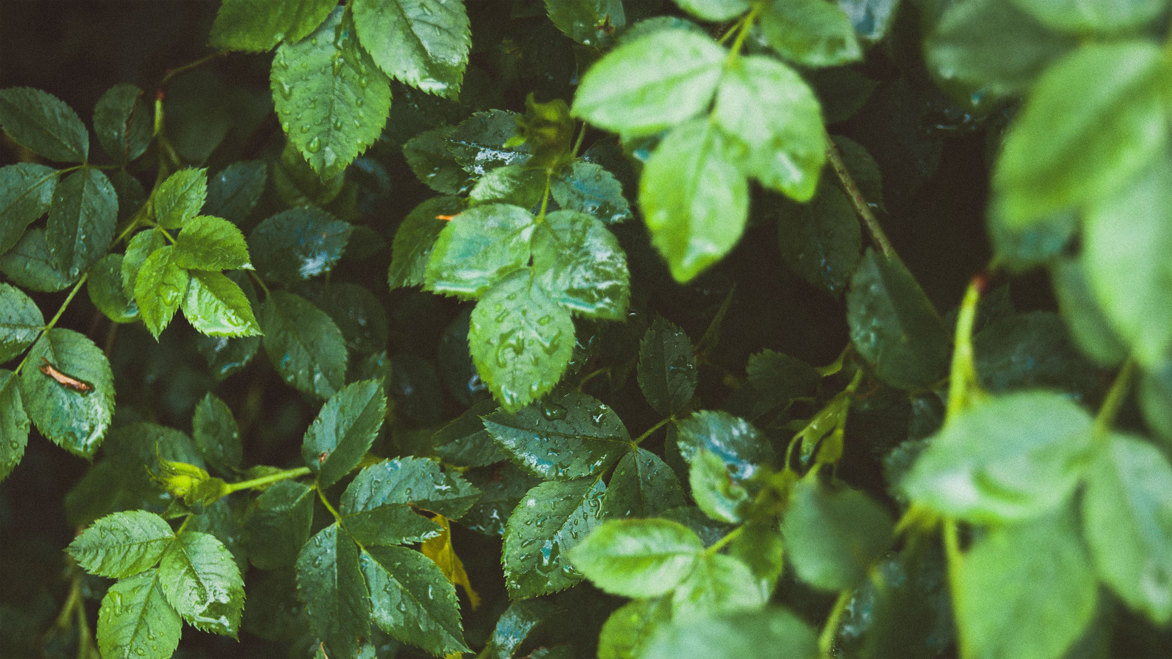 护眼壁纸,绿叶,雨后花丛
