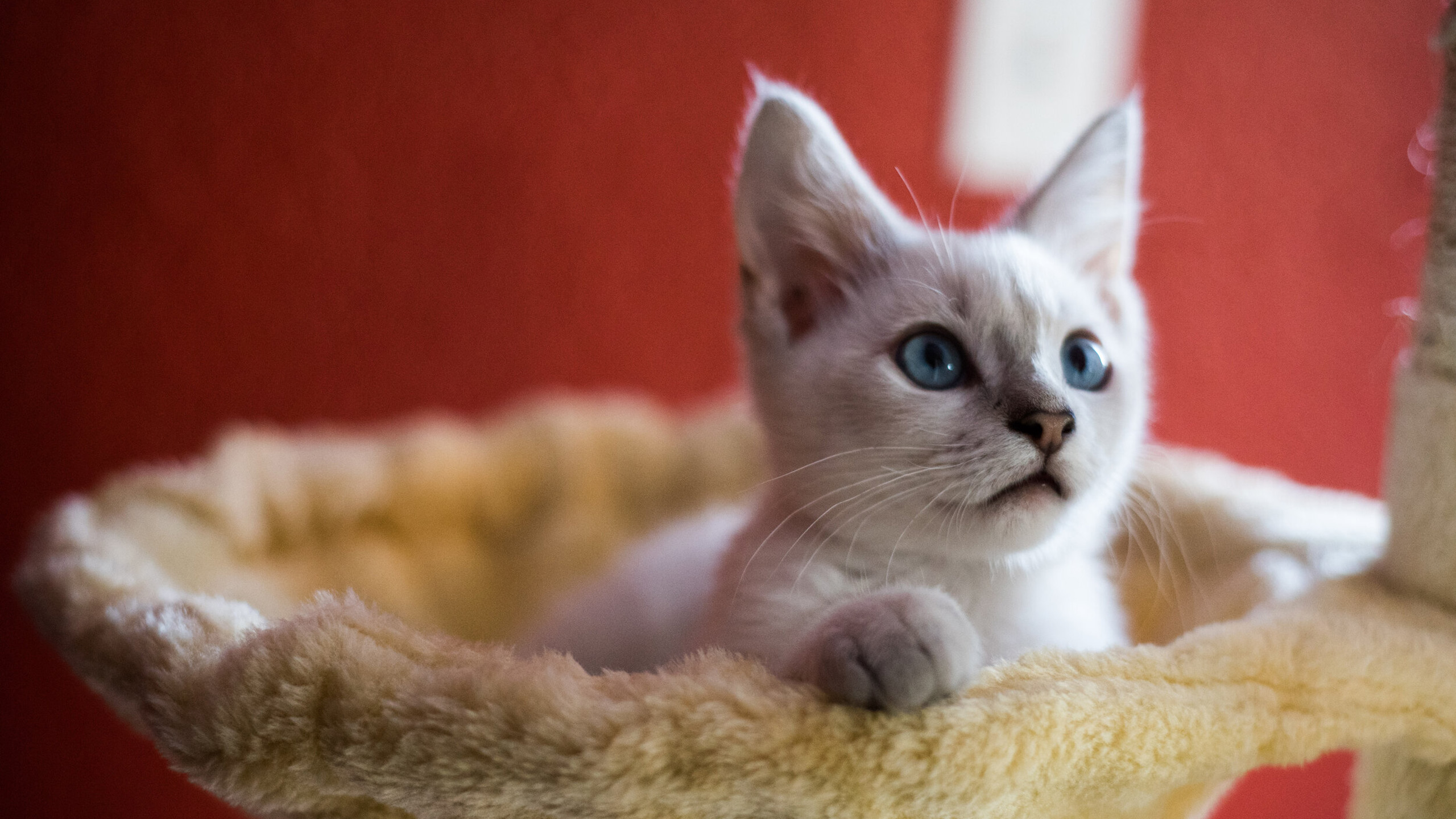 喵星人,小白猫,可爱