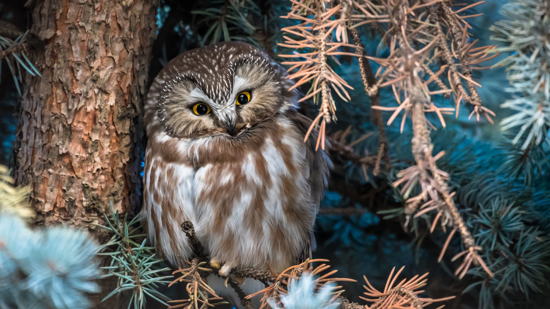 小鸟天地,猫头鹰,松鼠