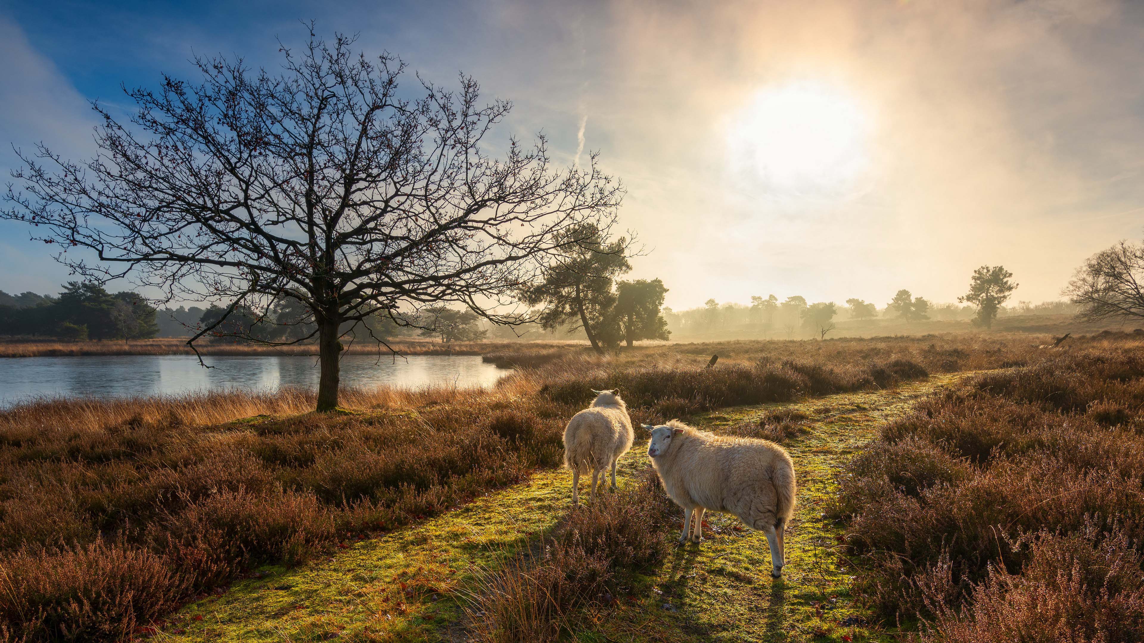 绵阳,深秋,朦胧阳光
