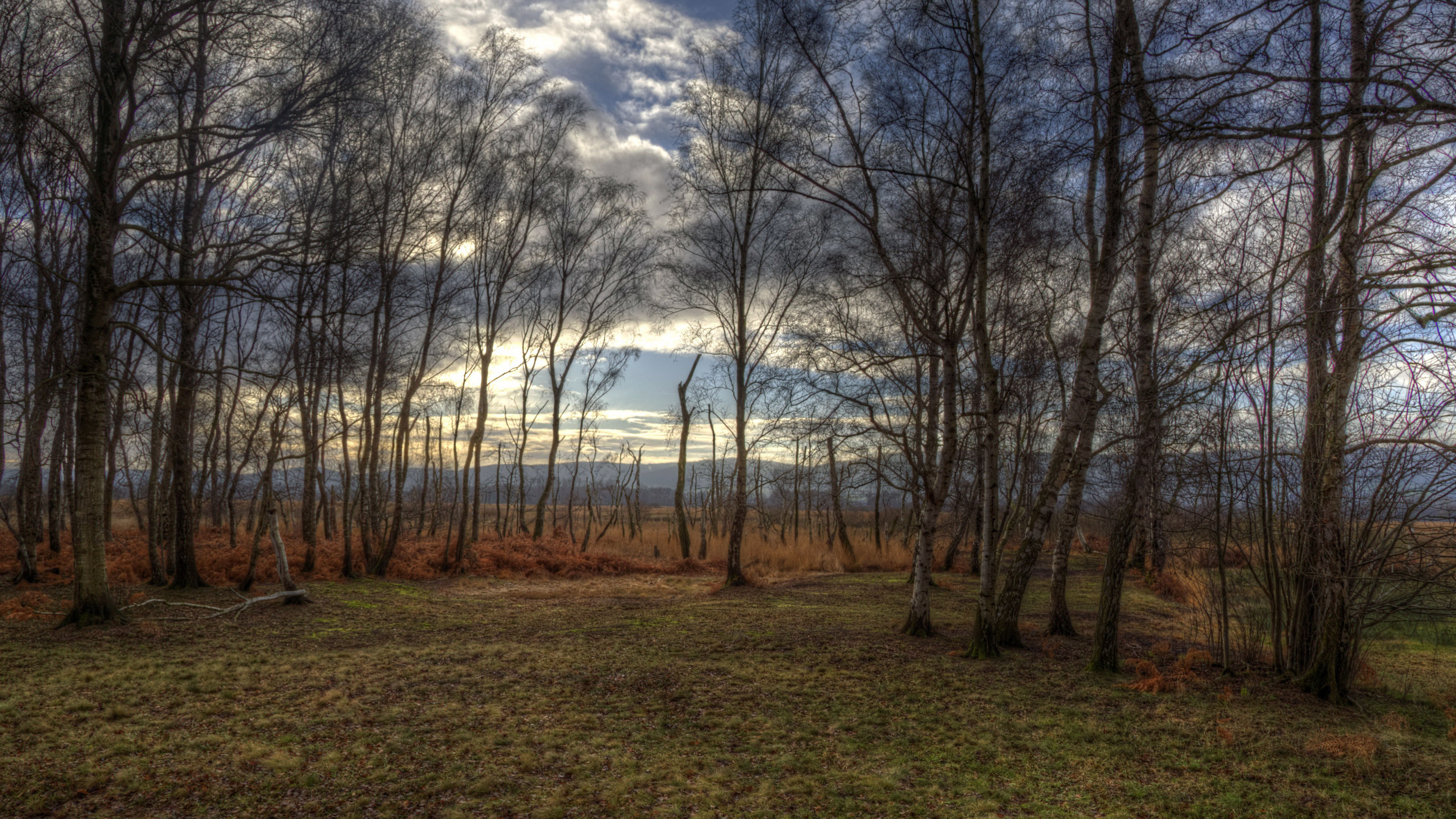 落日余晖,黄昏,树林