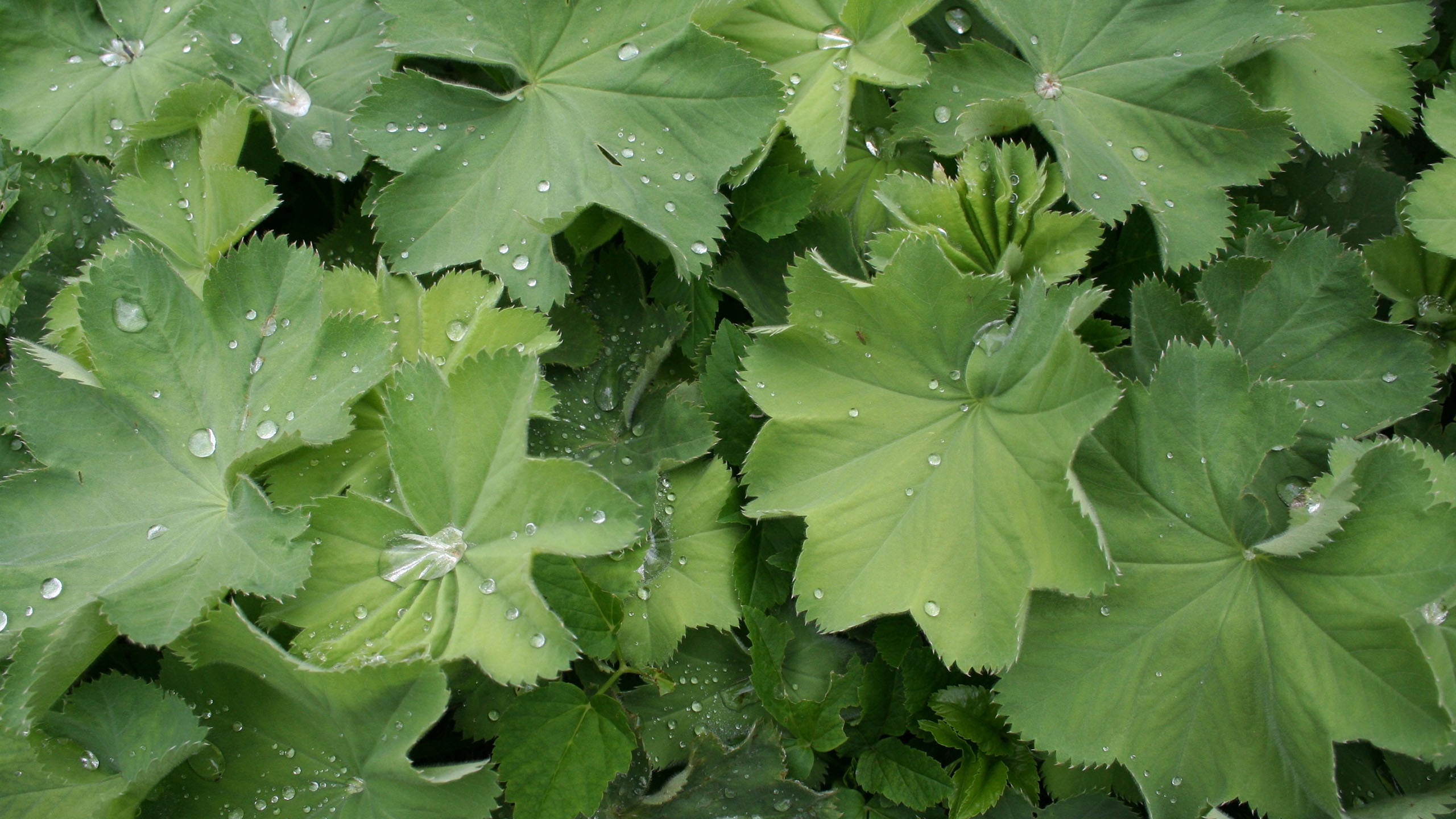 护眼壁纸,树叶,水滴,雨后