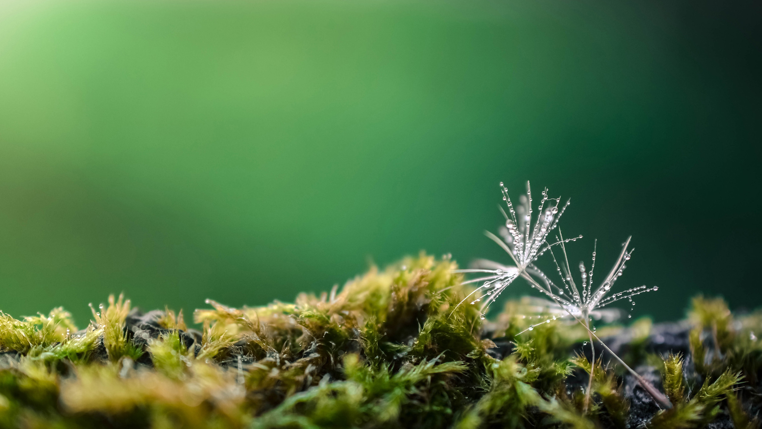护眼壁纸,蒲公英,青苔