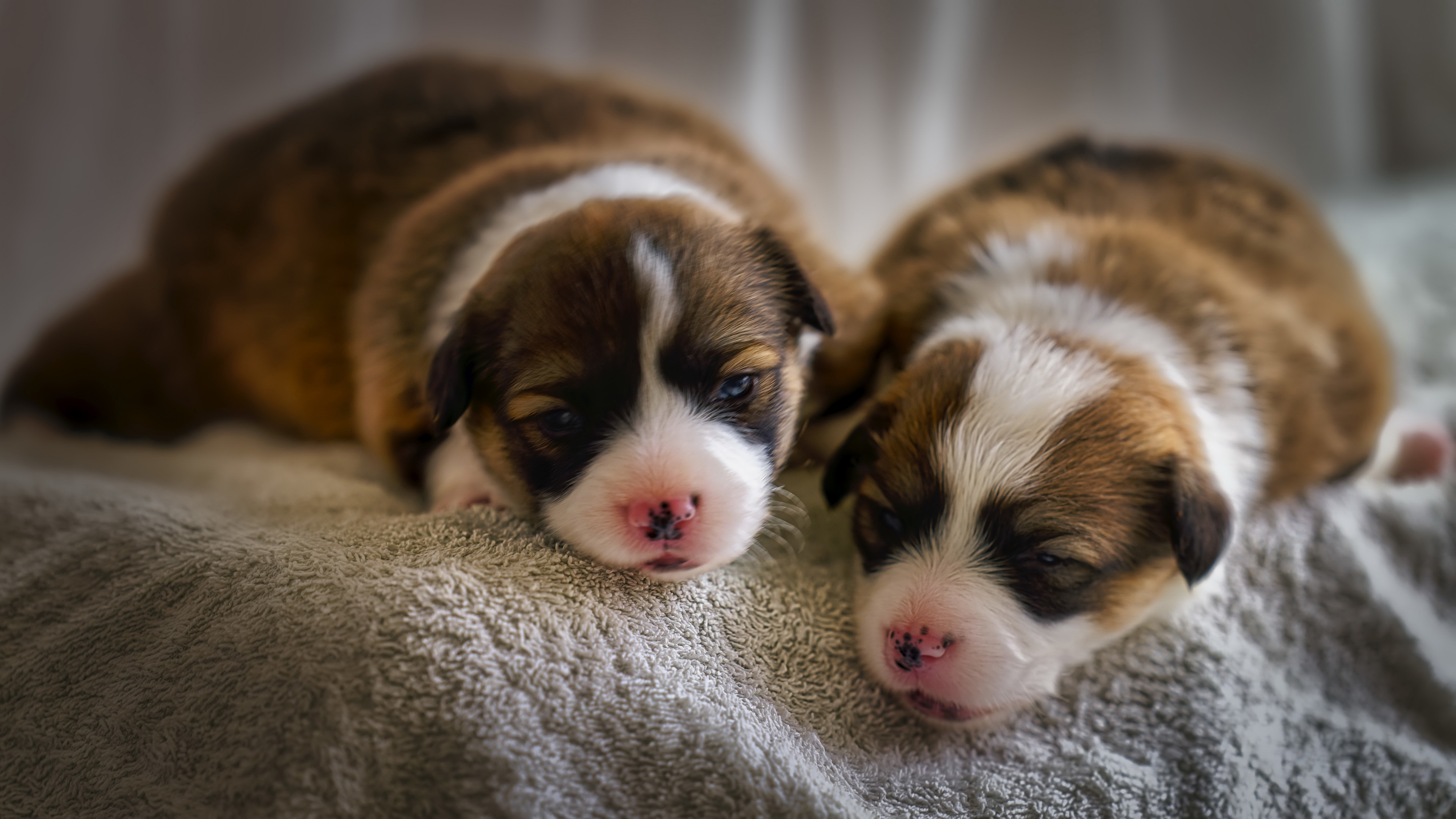 汪星人,小奶狗,可爱