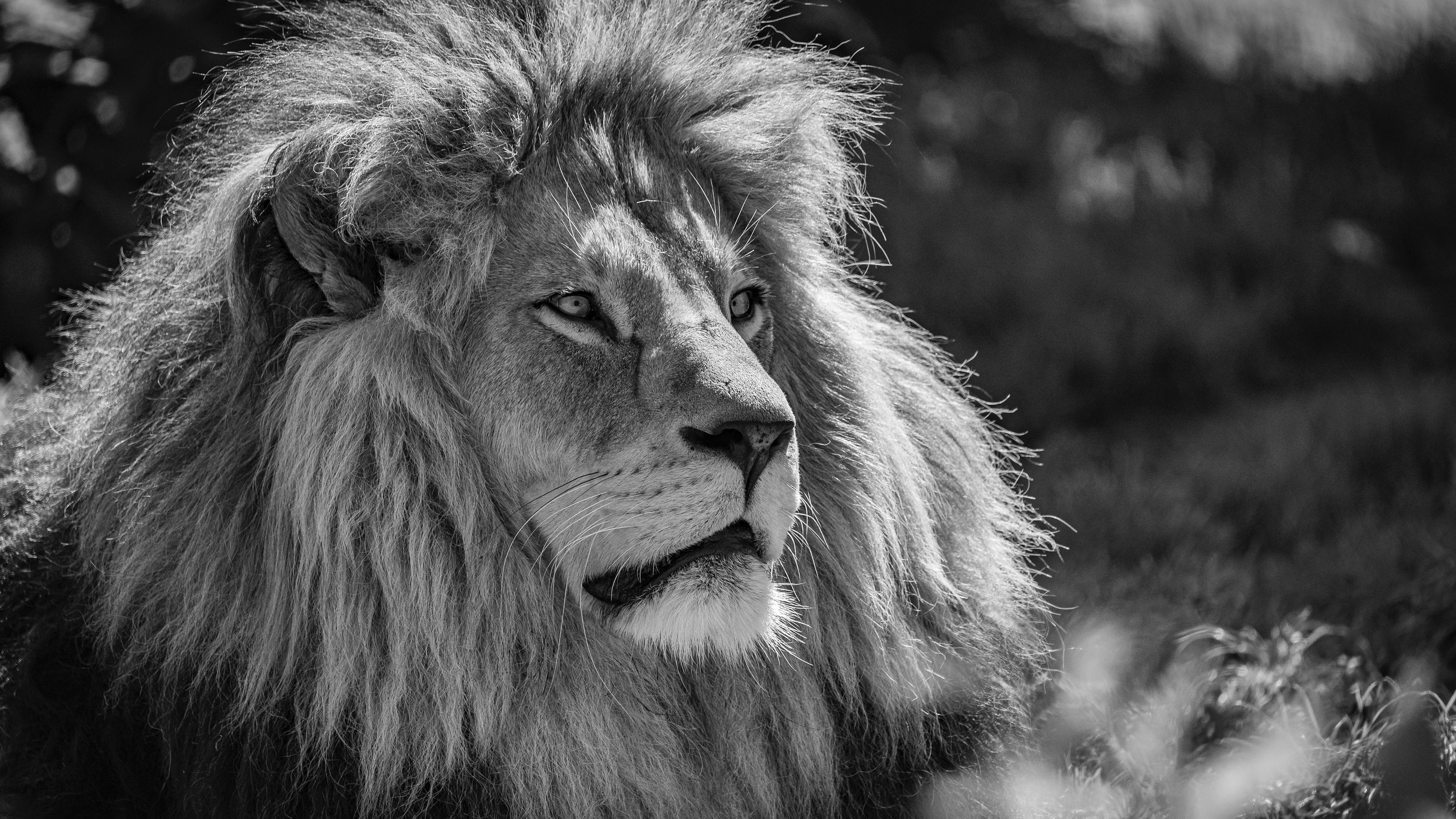 野生动物,雄狮,黑白,复古风