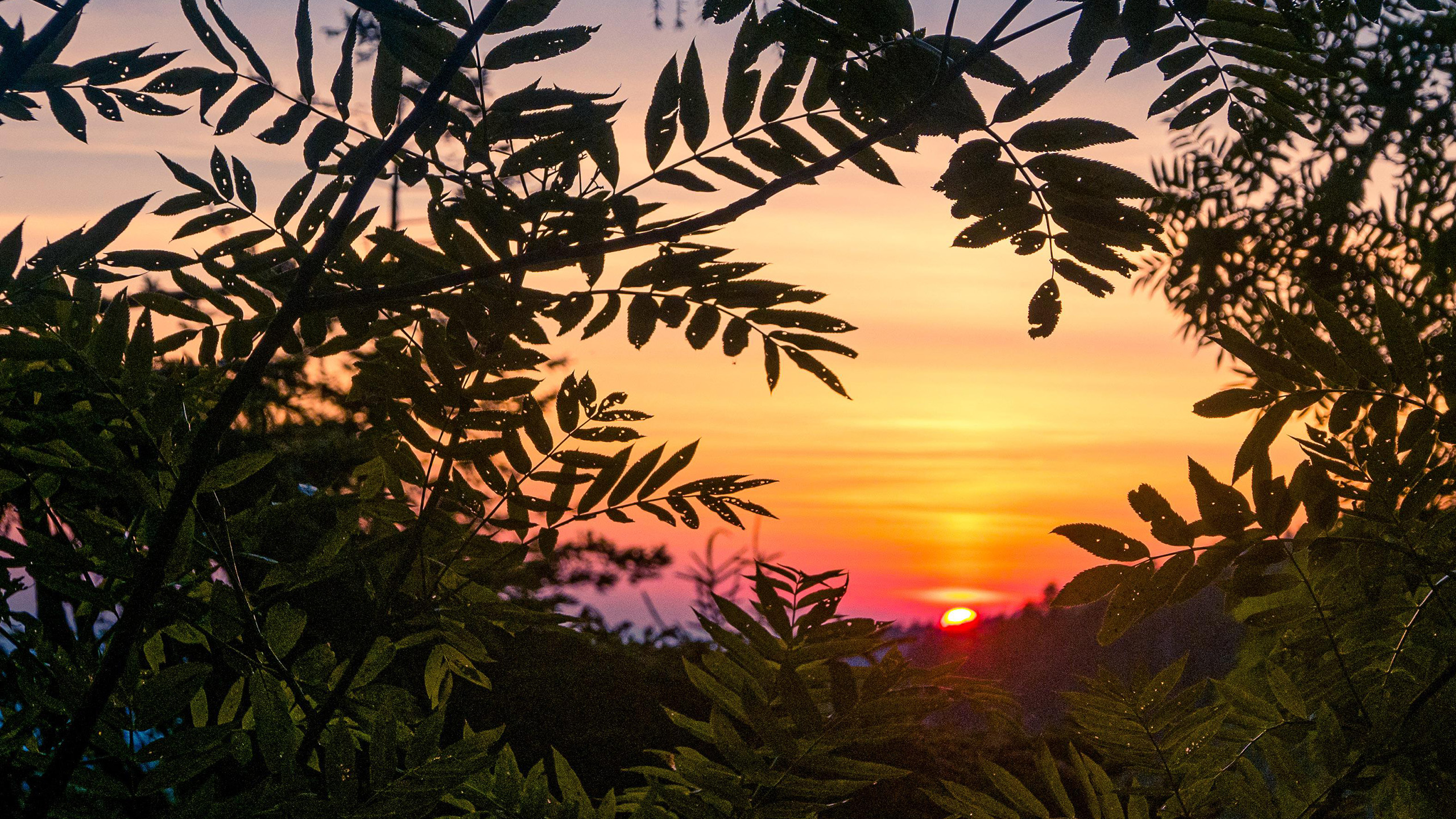 树林日出,红日,希望,树叶