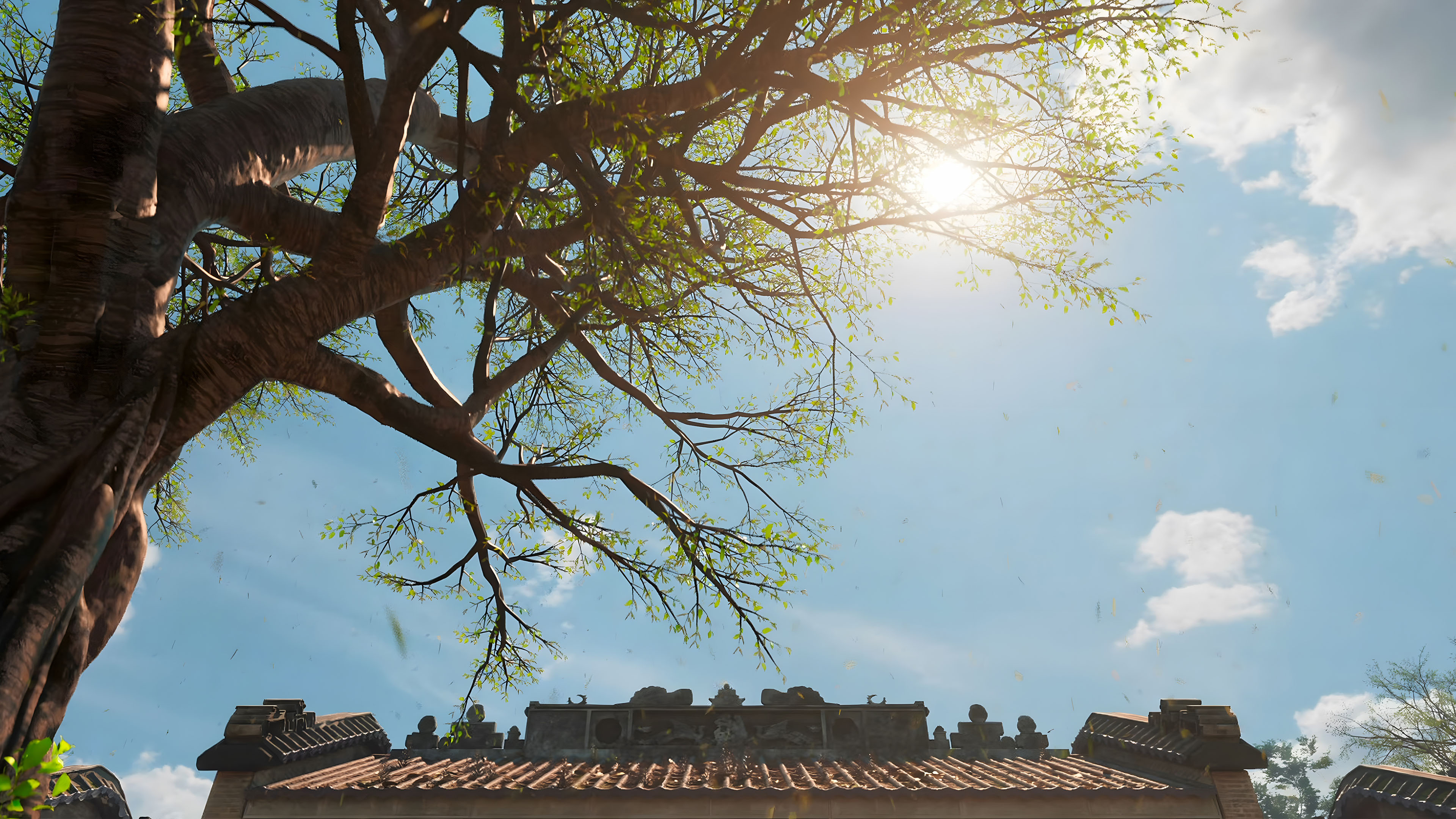 古树,屋顶,正午阳光,天空