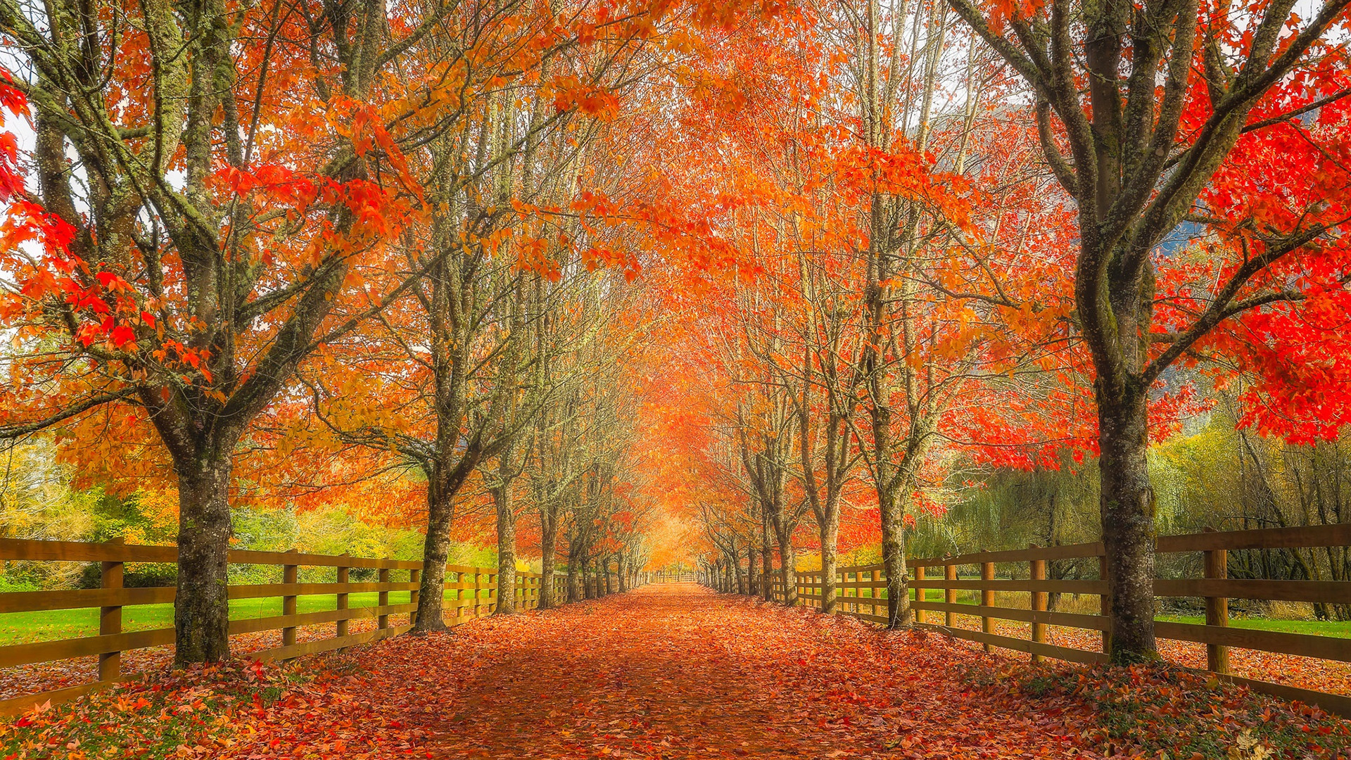 秋意正浓,红叶,落叶