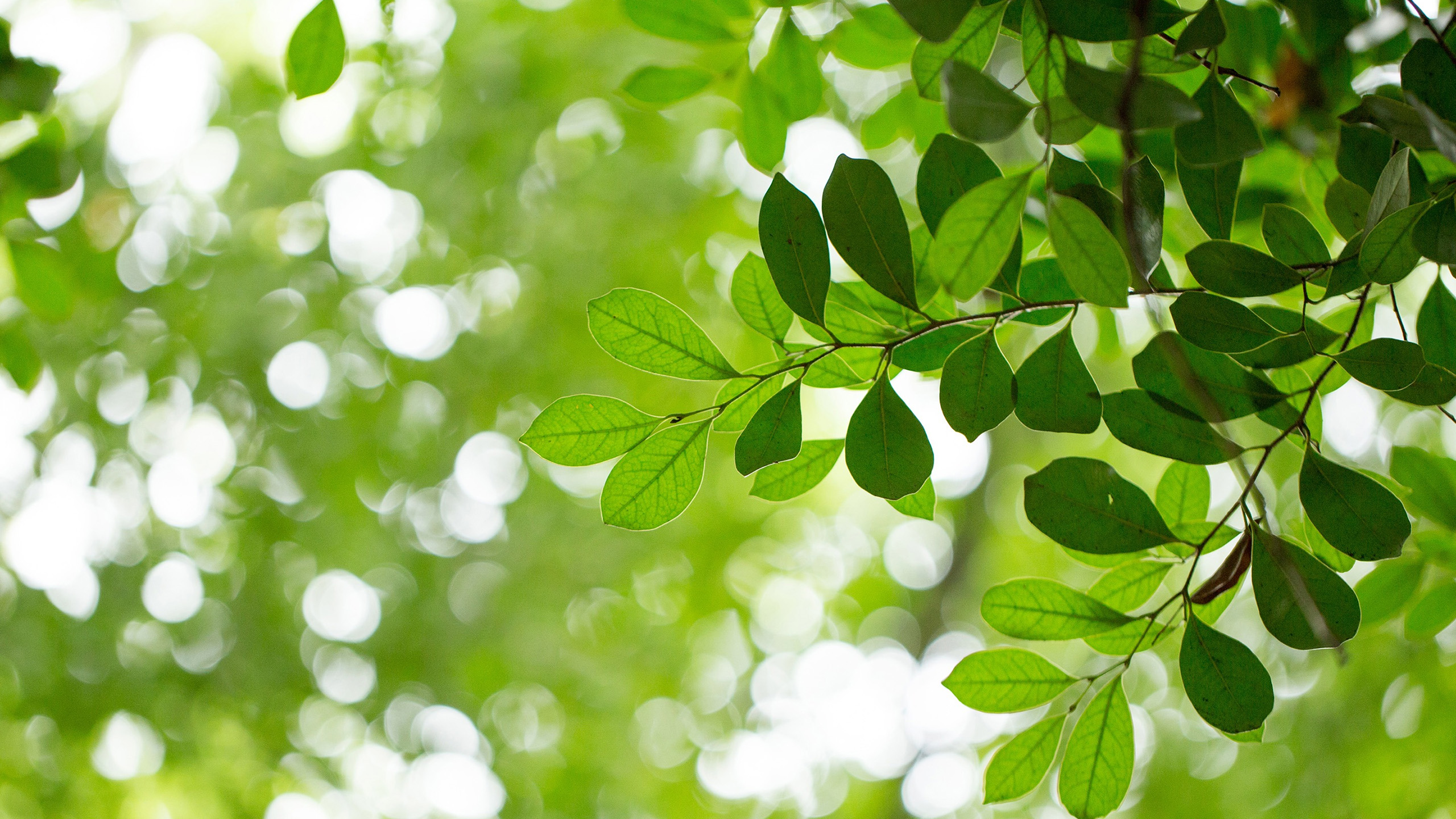 护眼壁纸,树叶,春天,绿色