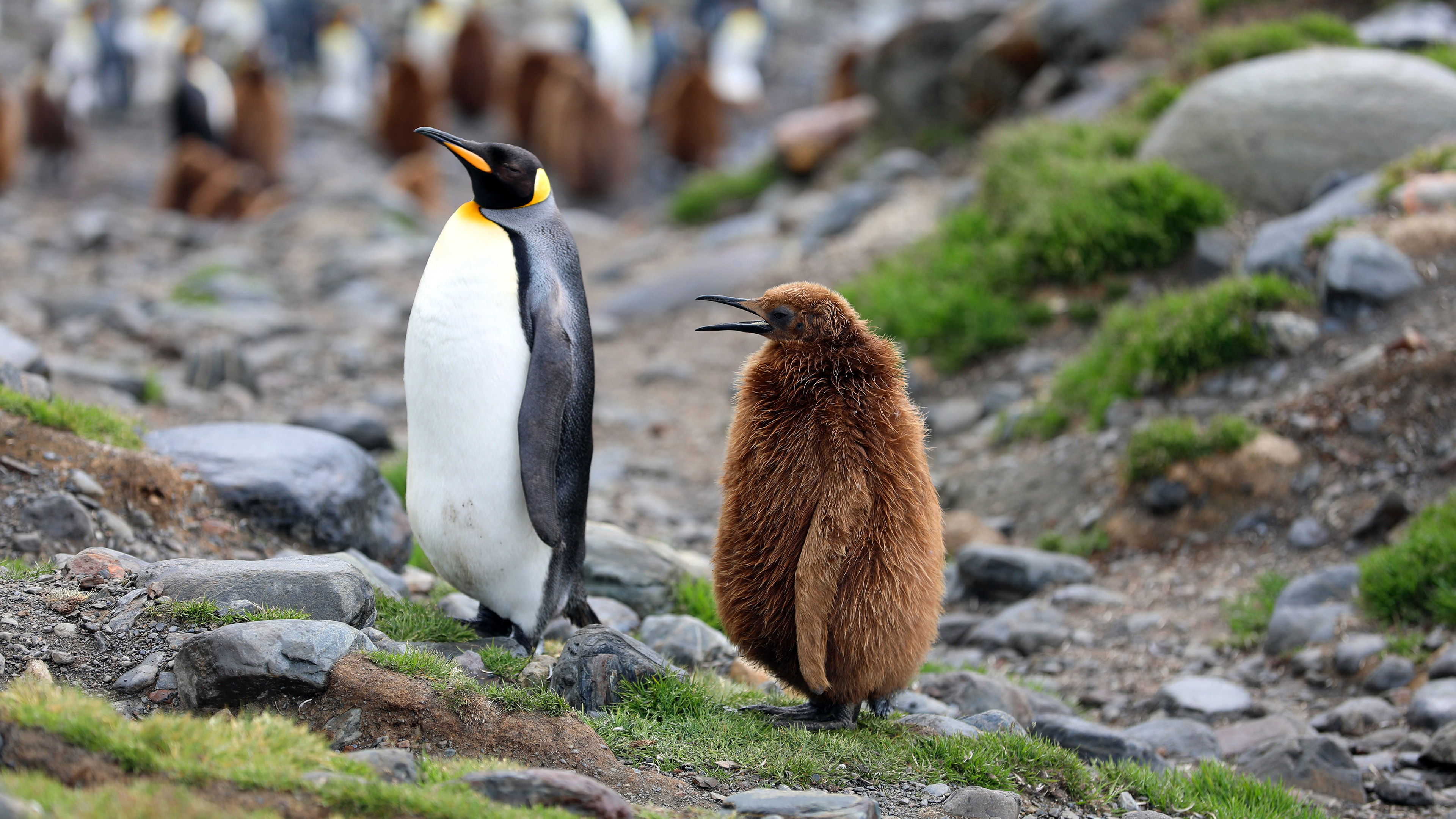 野生动物,企鹅,灰色企鹅