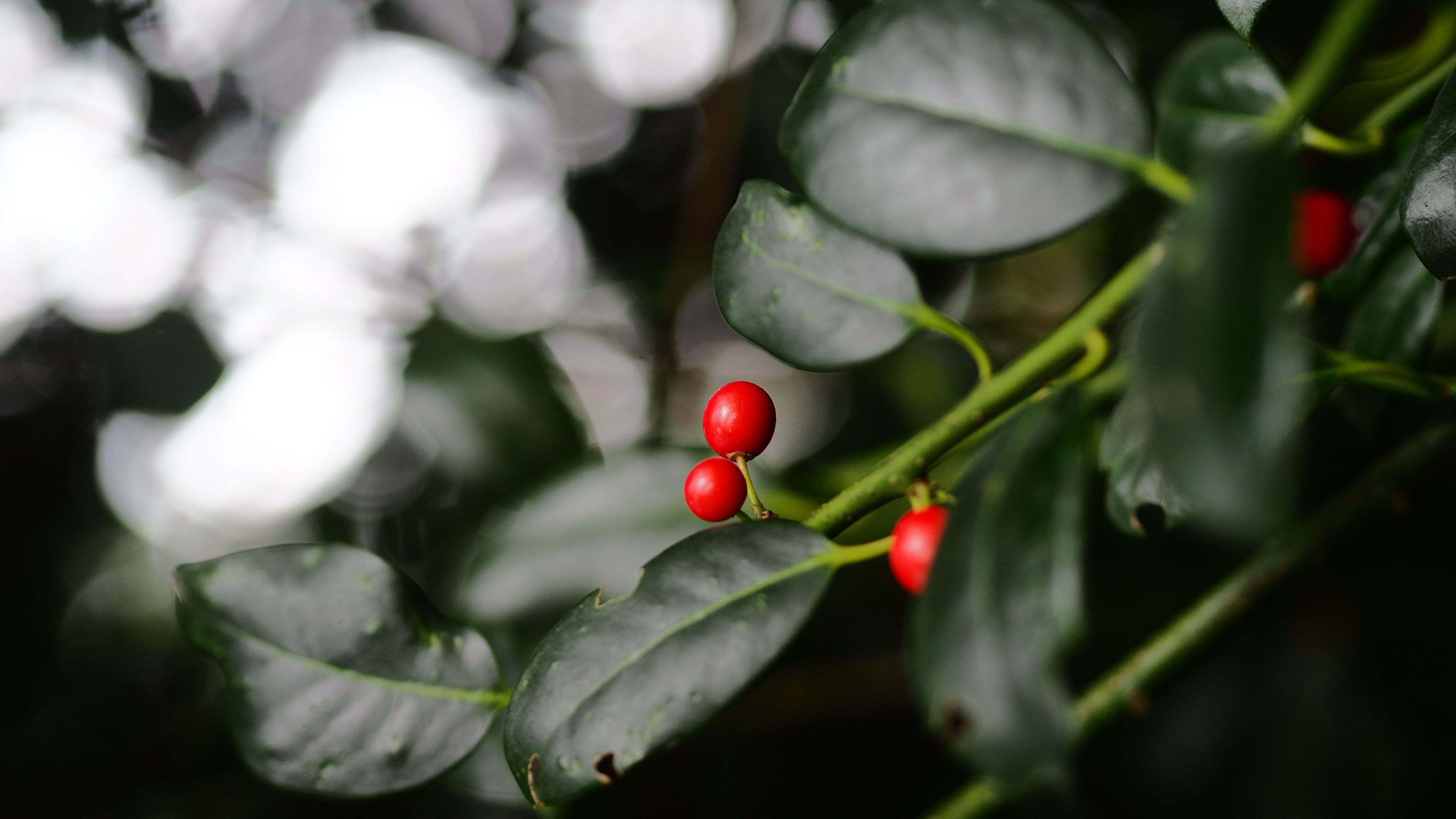 娇艳欲滴,树叶,红色果,特写