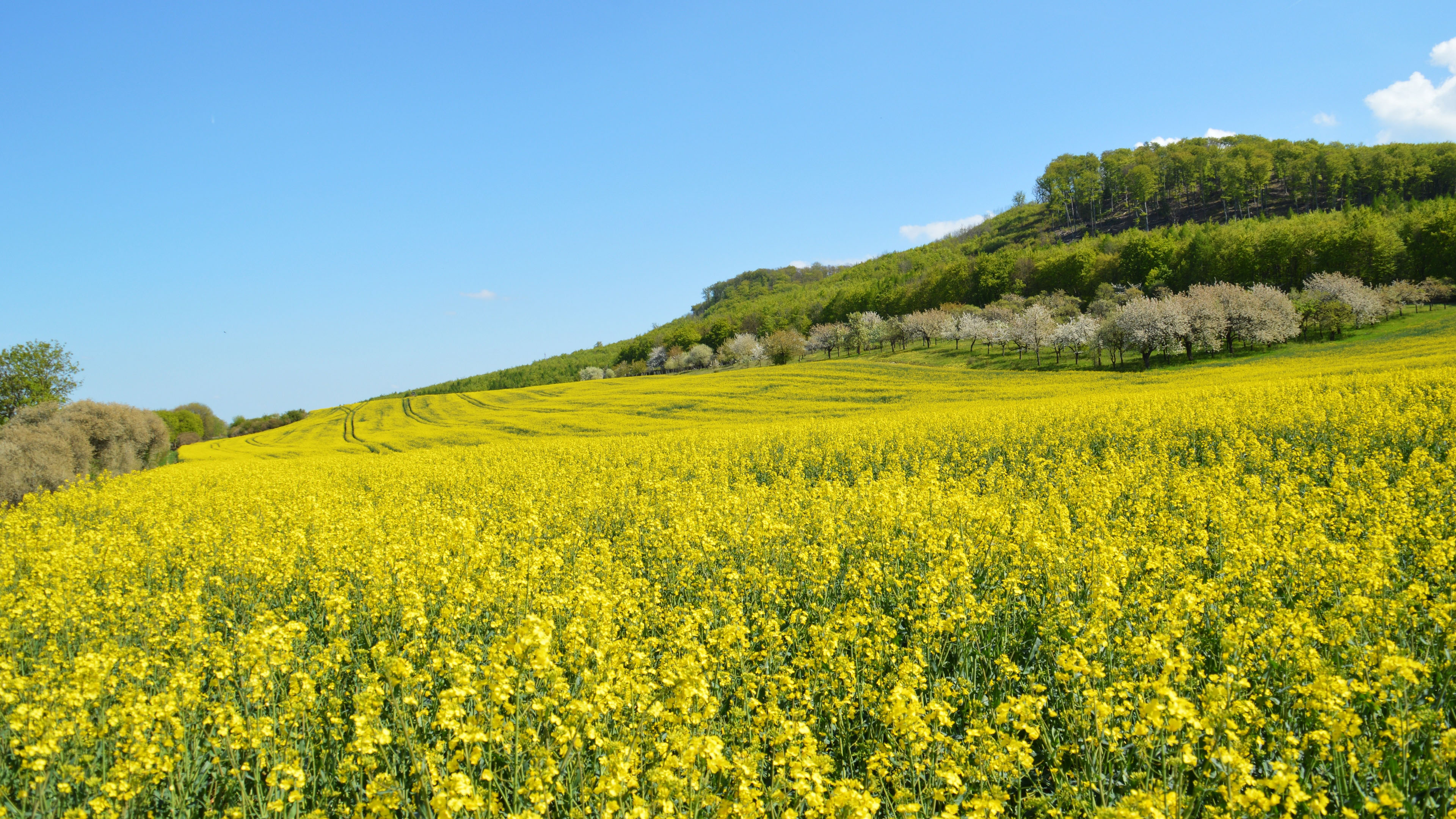自然风光,油菜花,春天