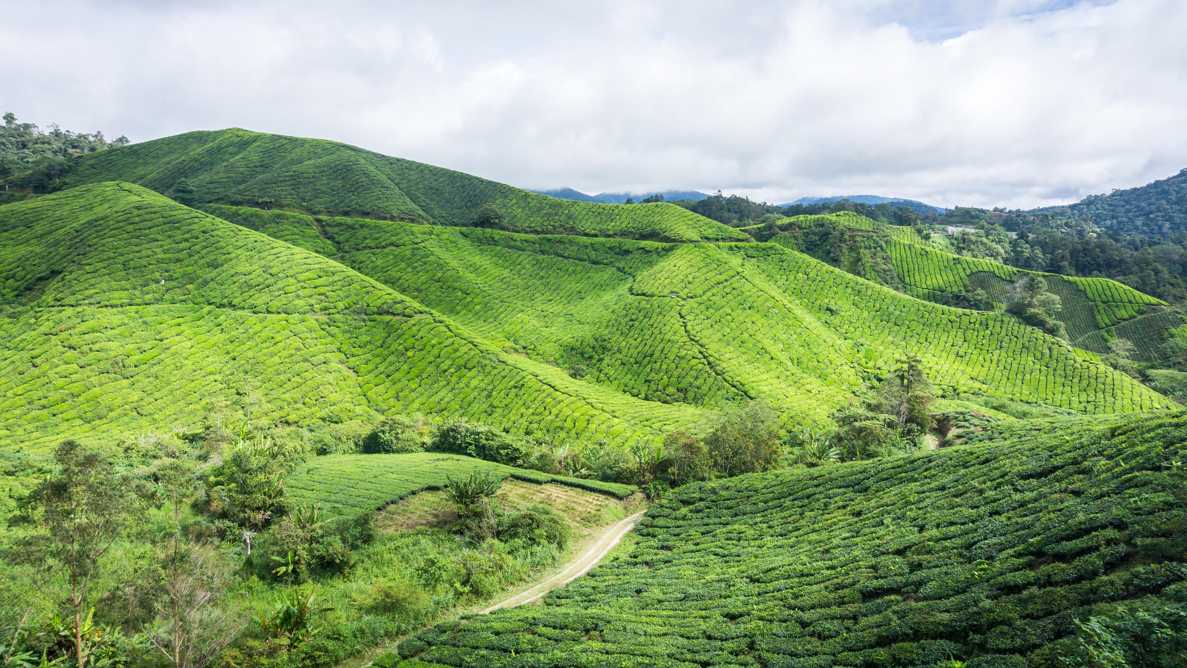 自然风光,山坡,丘陵,草地