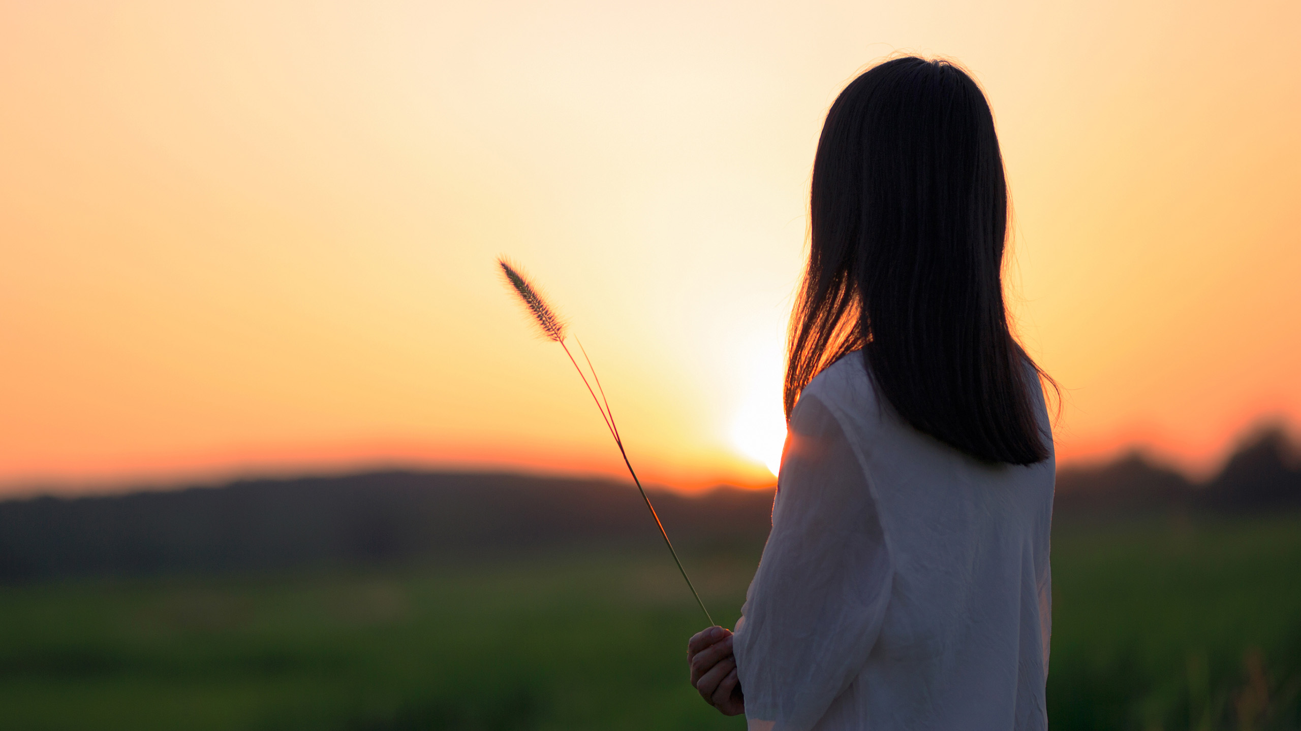 温馨一刻,狗尾草,夕阳,落日
