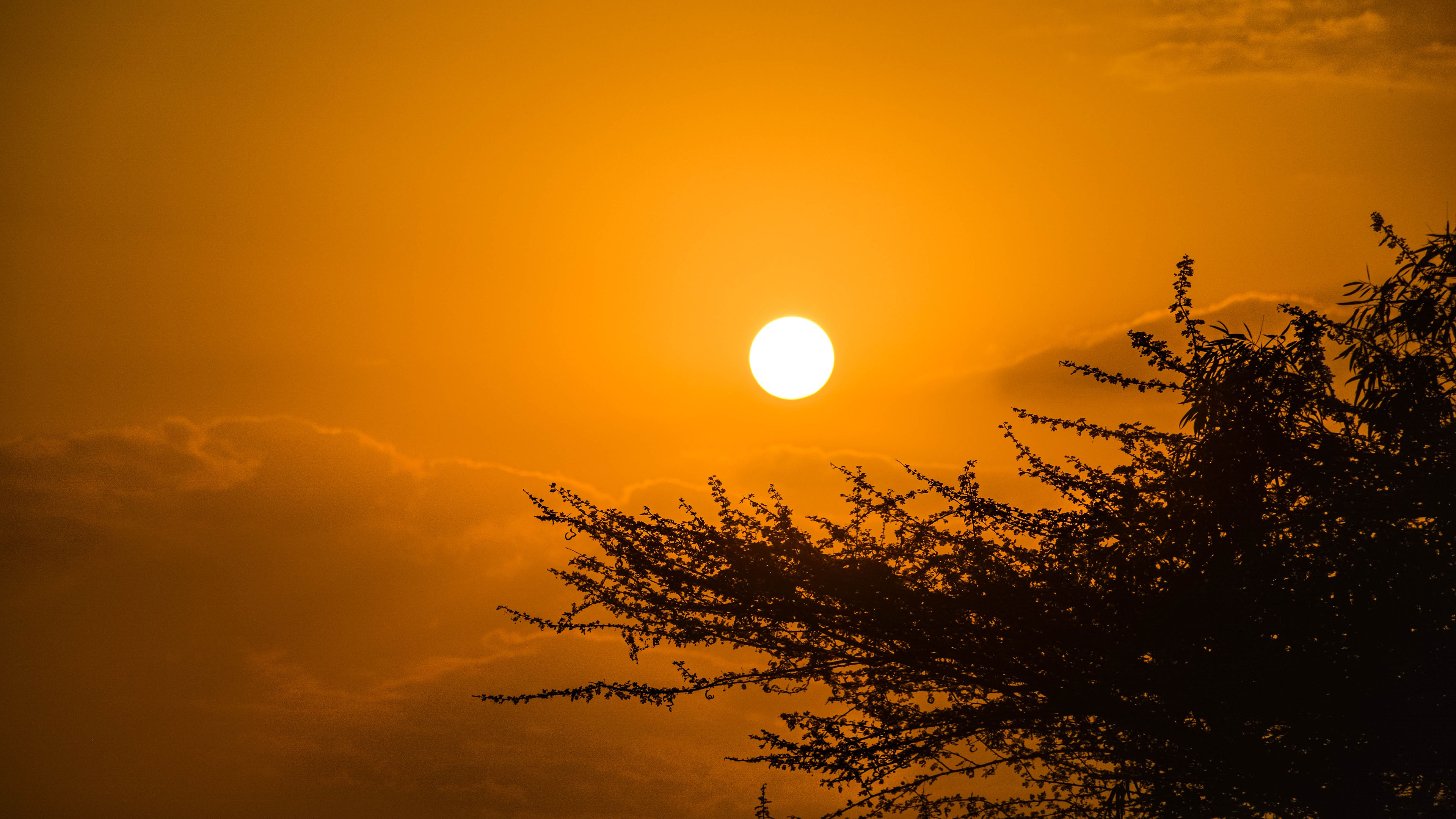 红日,树梢,意境,文艺