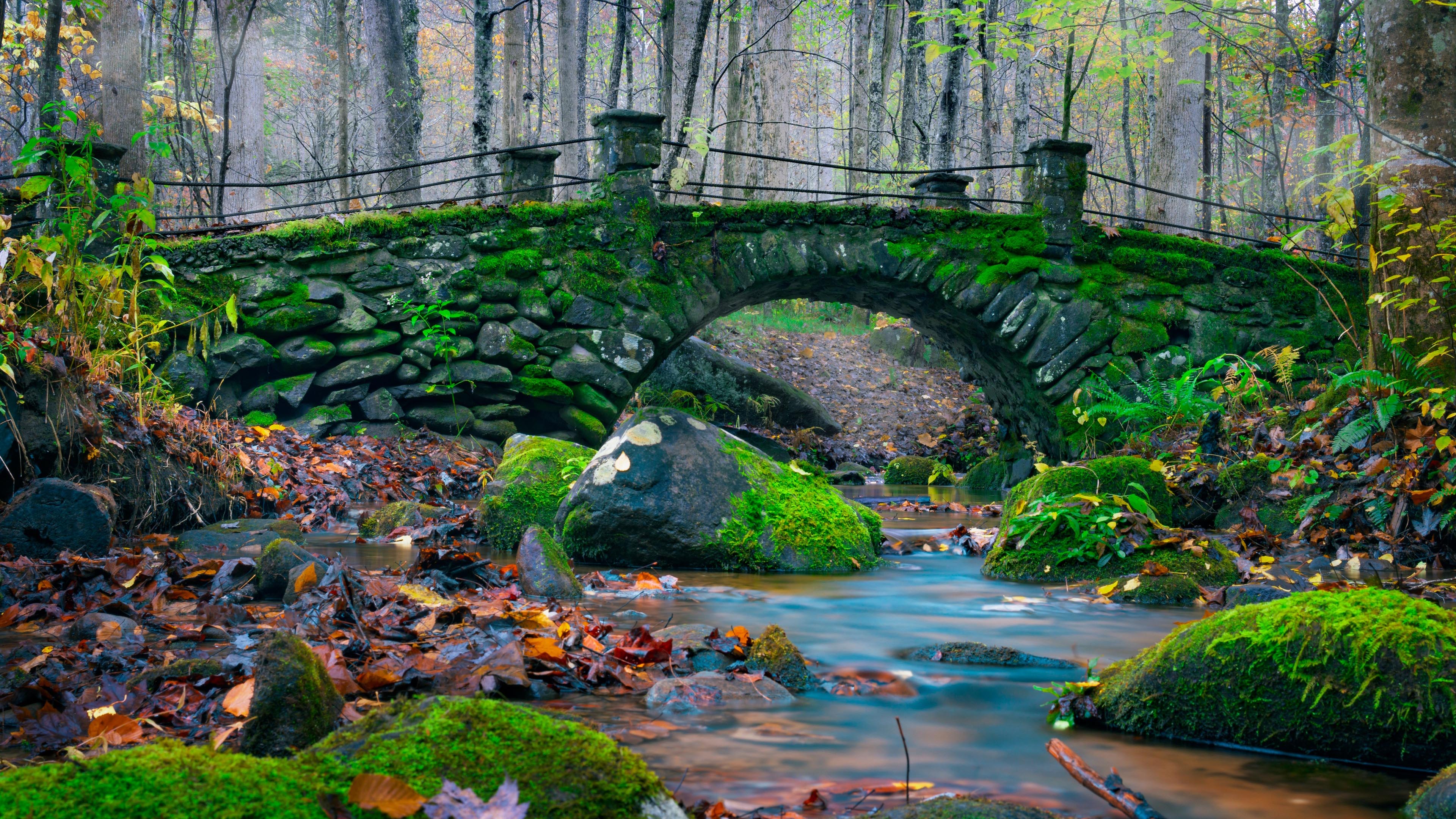 秋意正浓,落叶,青苔,小桥,小溪