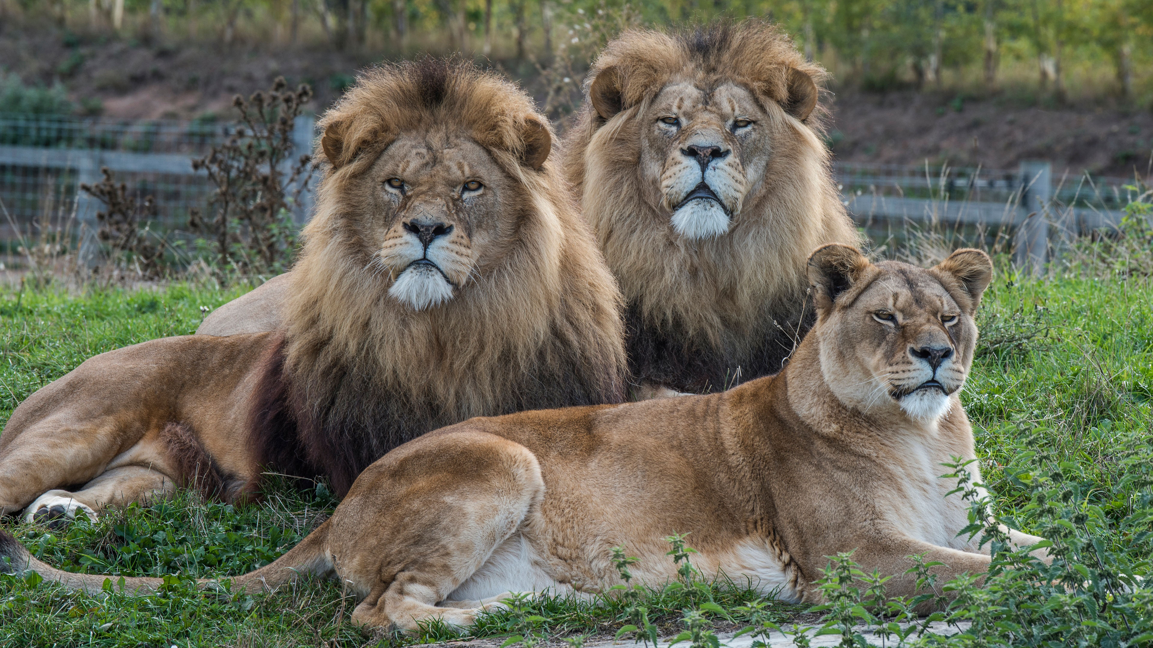 野生动物,狮子,狮群,雄狮