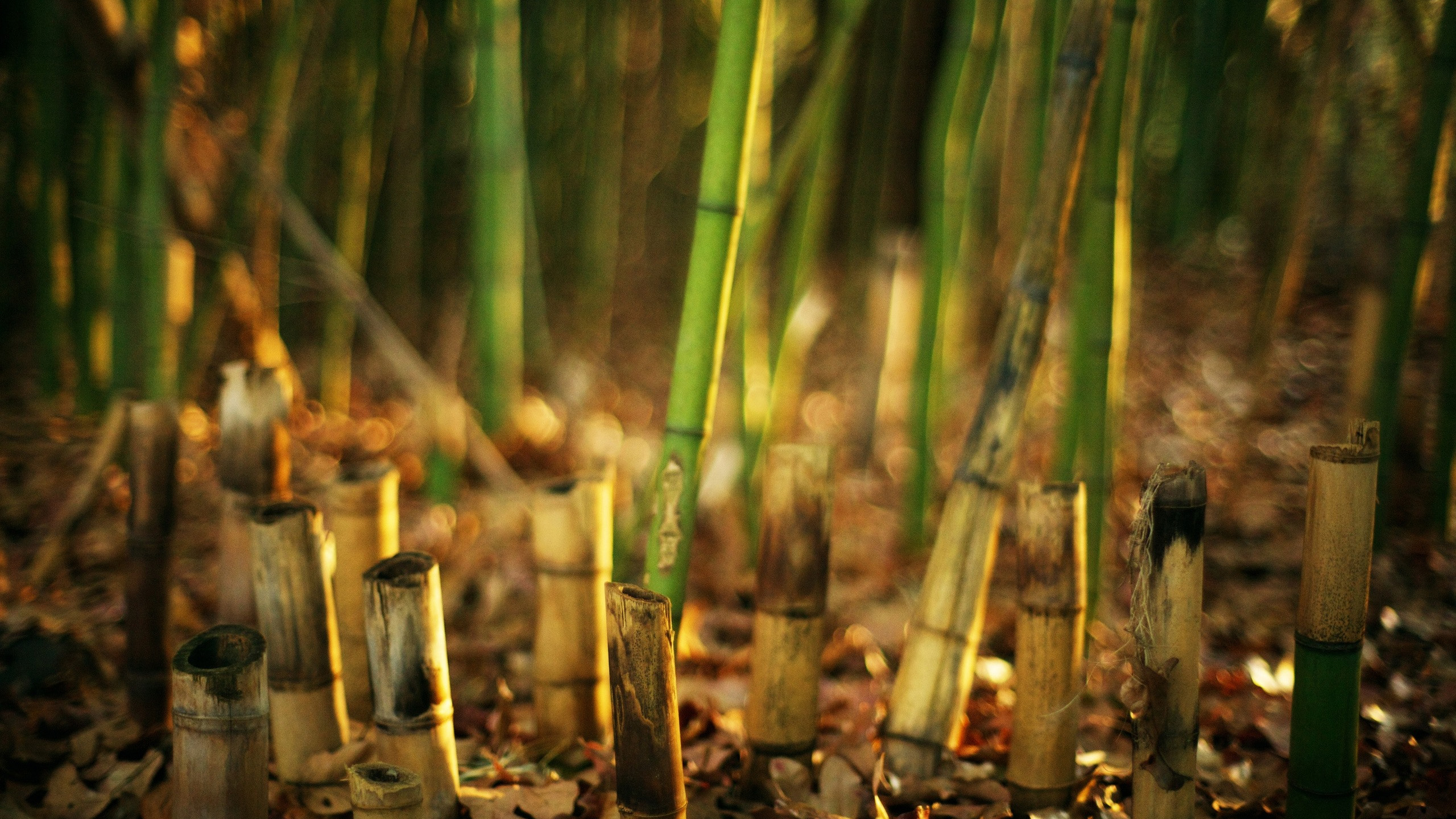 静物写真,竹林,竹笋