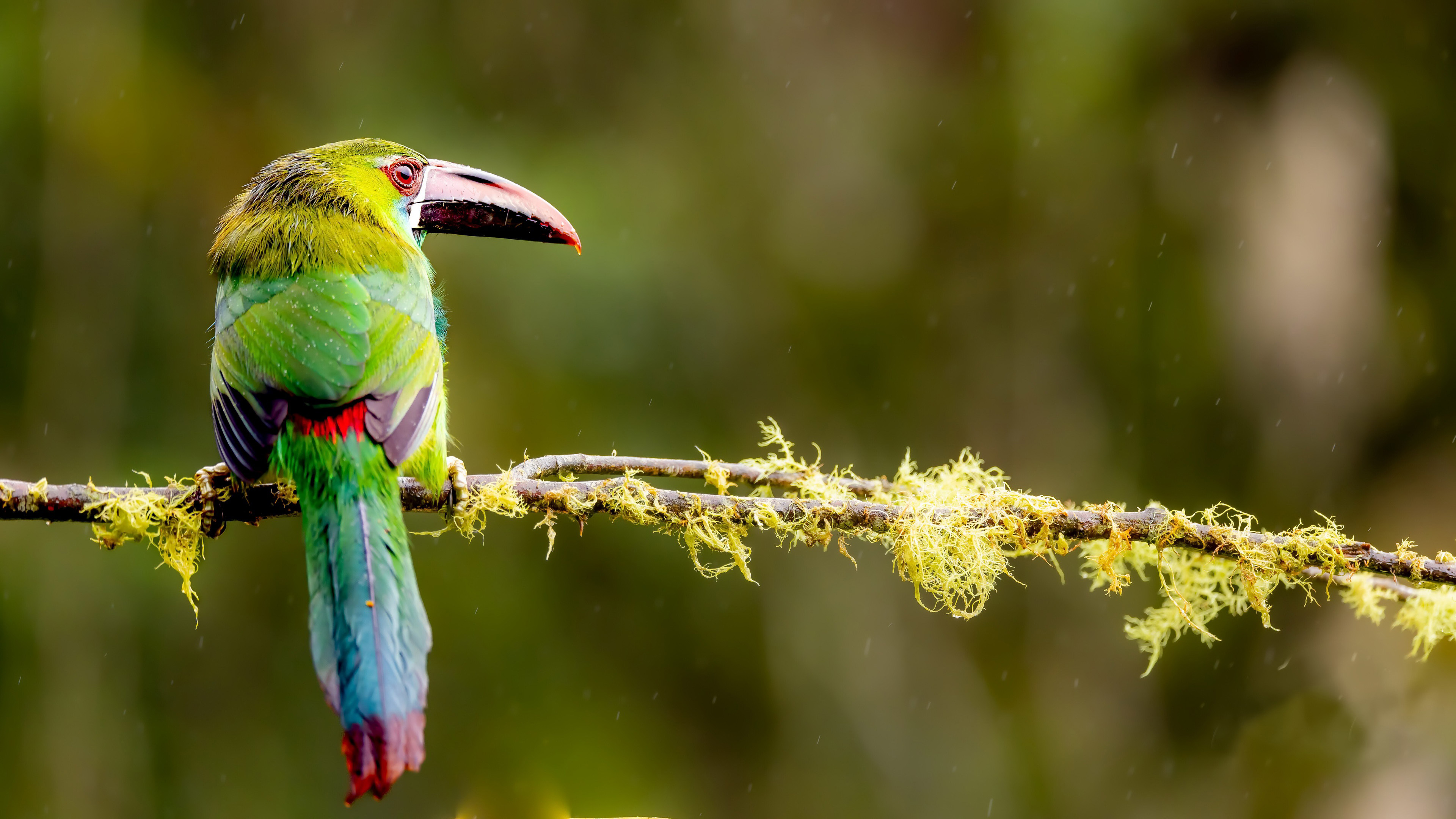 小鸟天地,鹦鹉,彩色羽毛