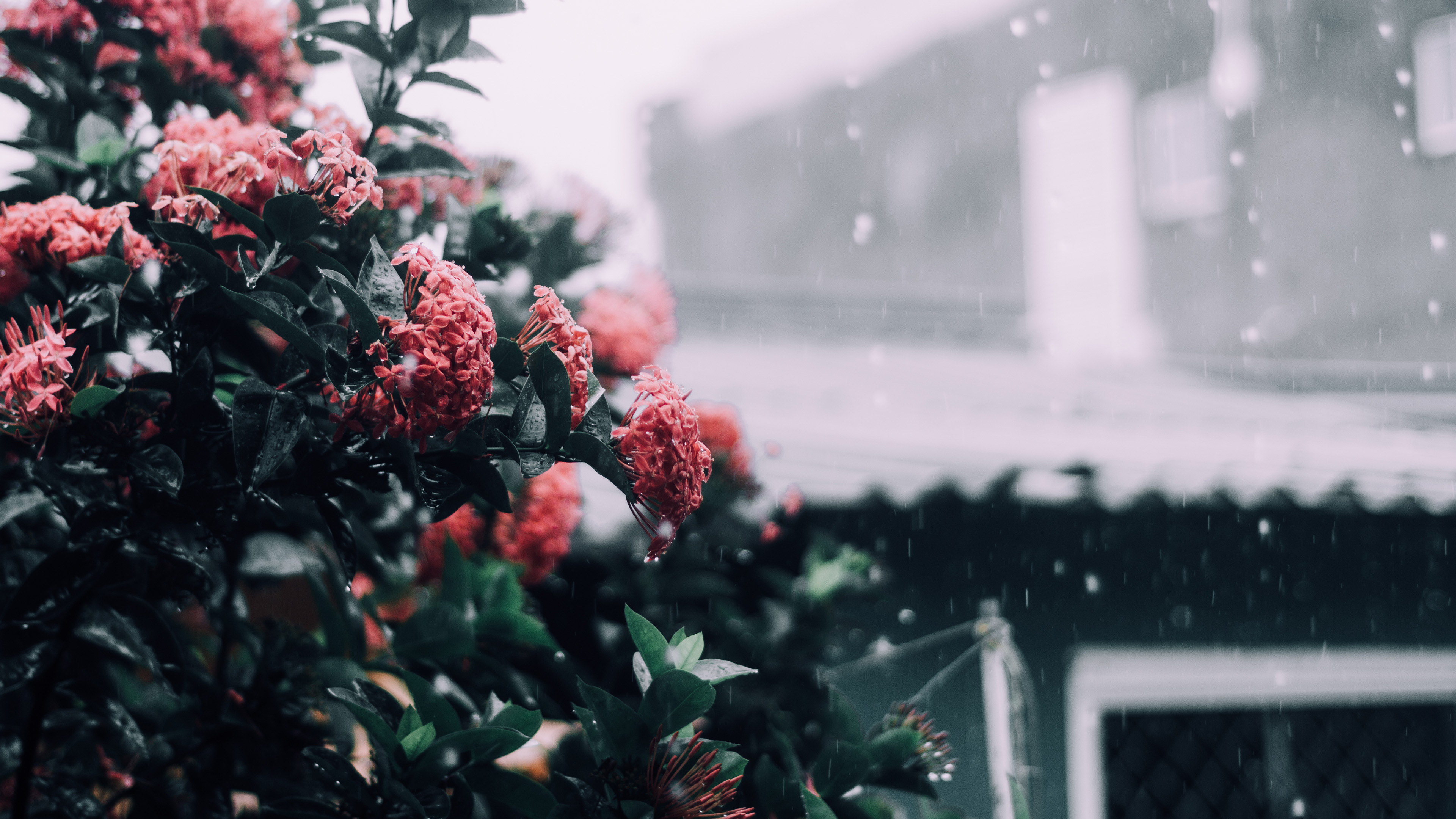 鸟语花香,花朵,雨滴,屋檐