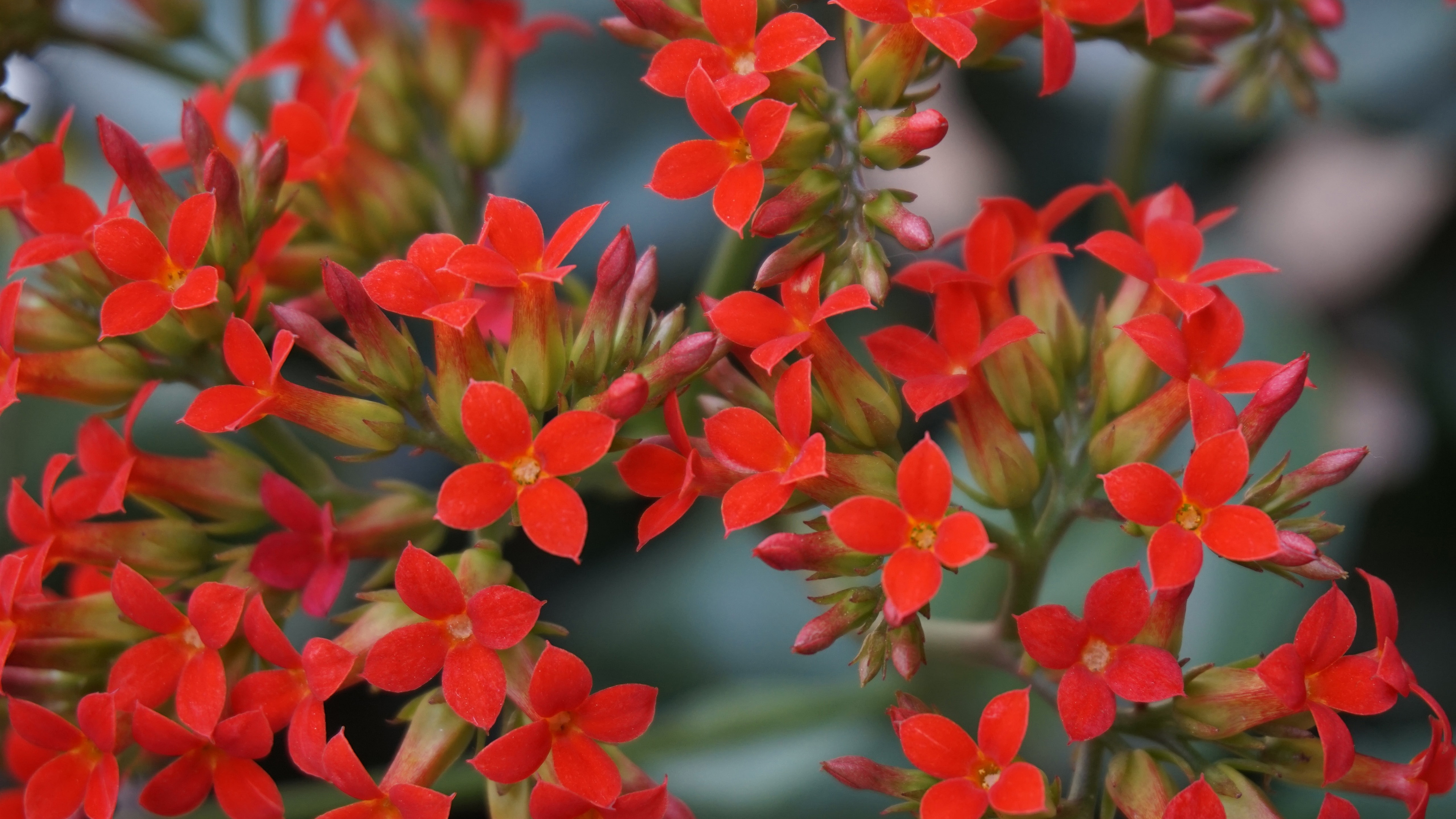 娇艳欲滴,红花,鲜艳