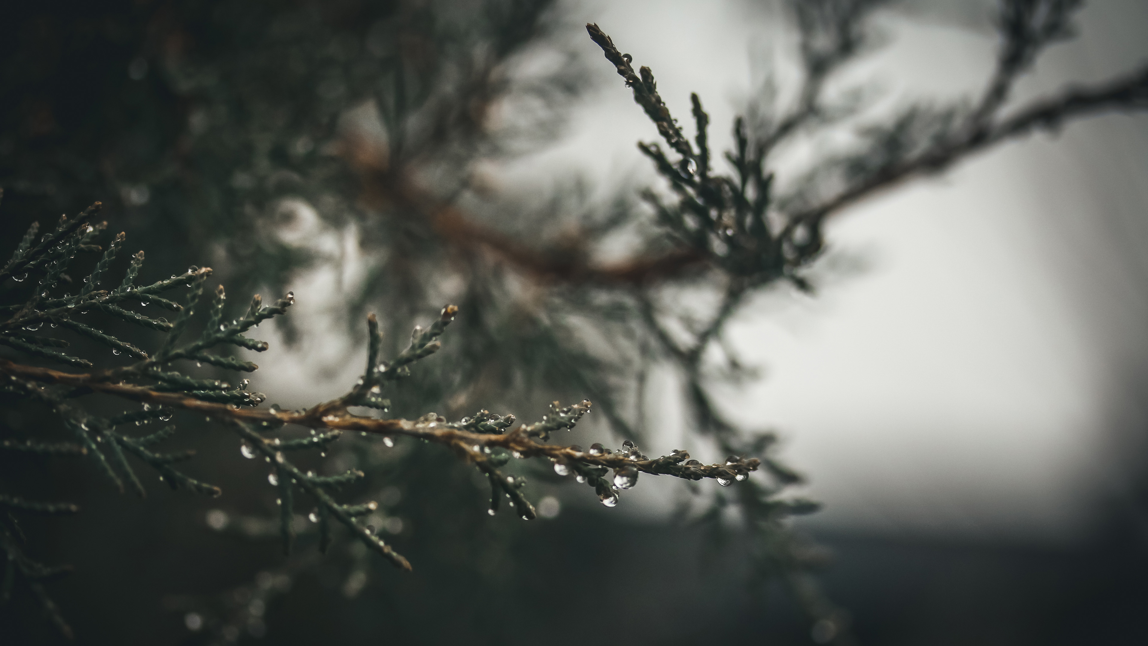 护眼壁纸,松树,雨滴