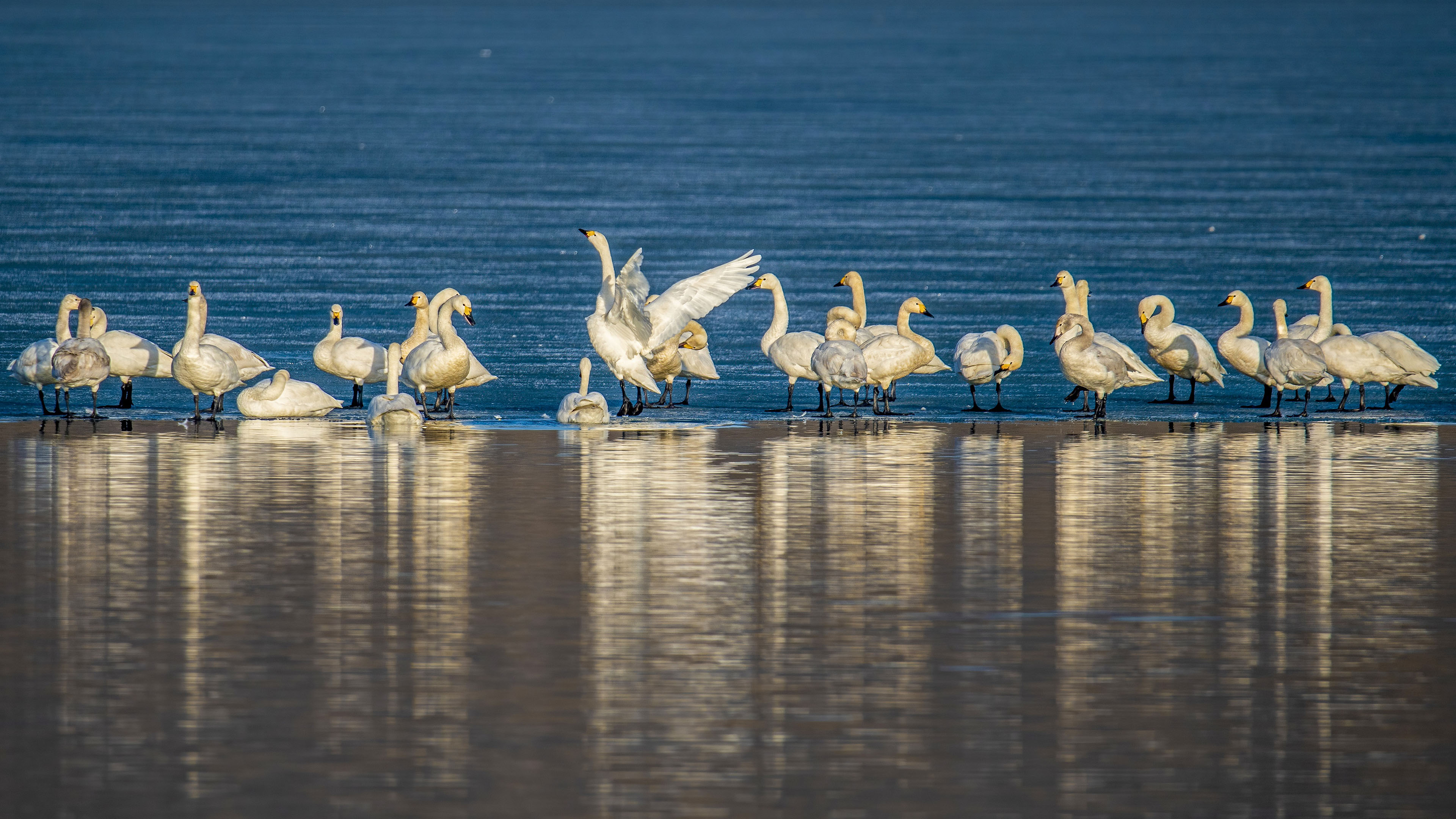 小鸟天地,天鹅,倒影,翩翩起舞