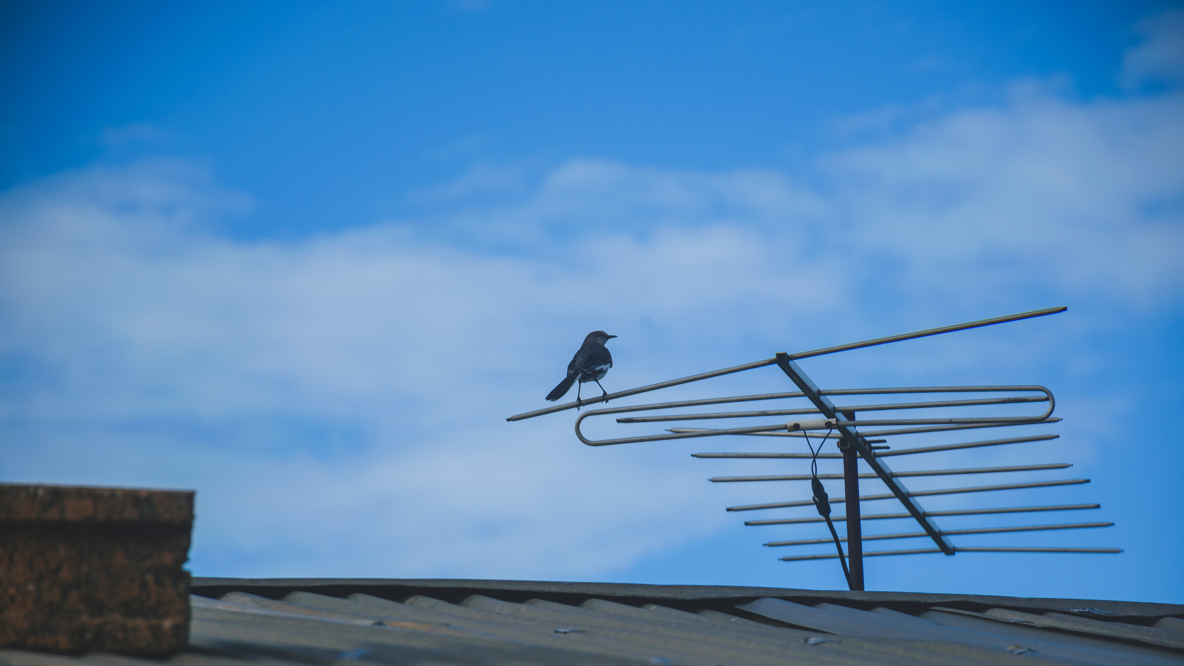小鸟天地,蓝天,天线,屋顶