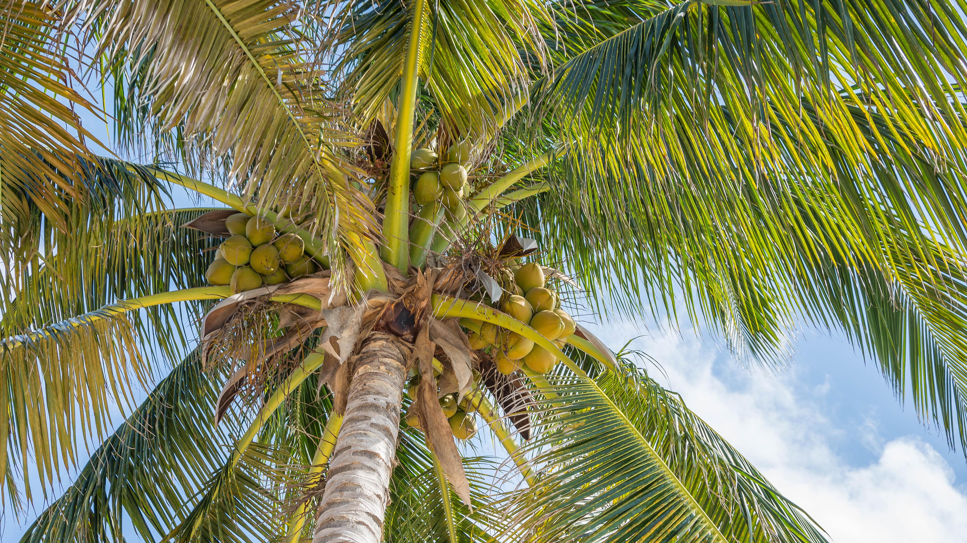 自然风光,椰树,椰子,热带