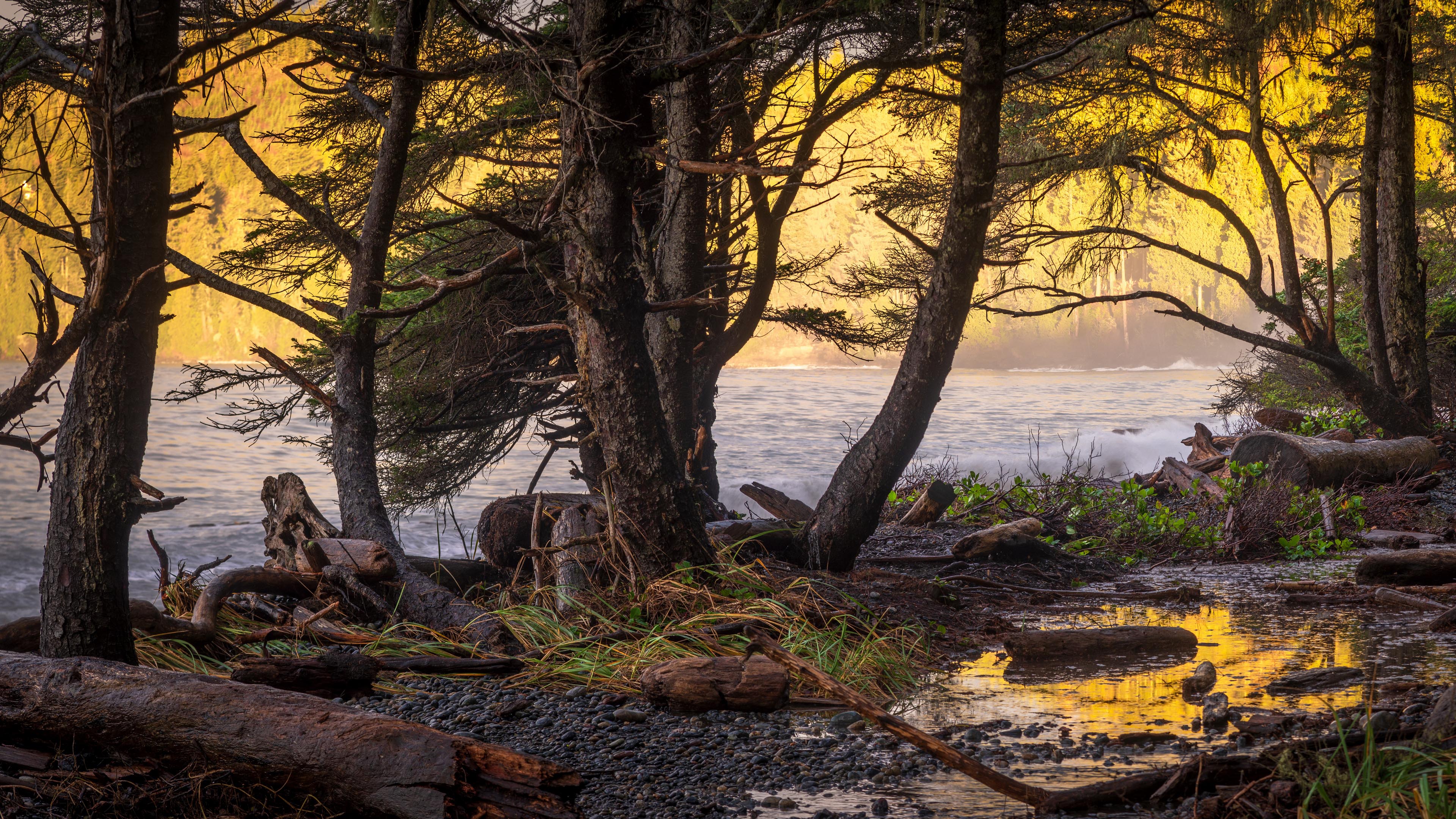 秋意正浓,大河,河畔树林