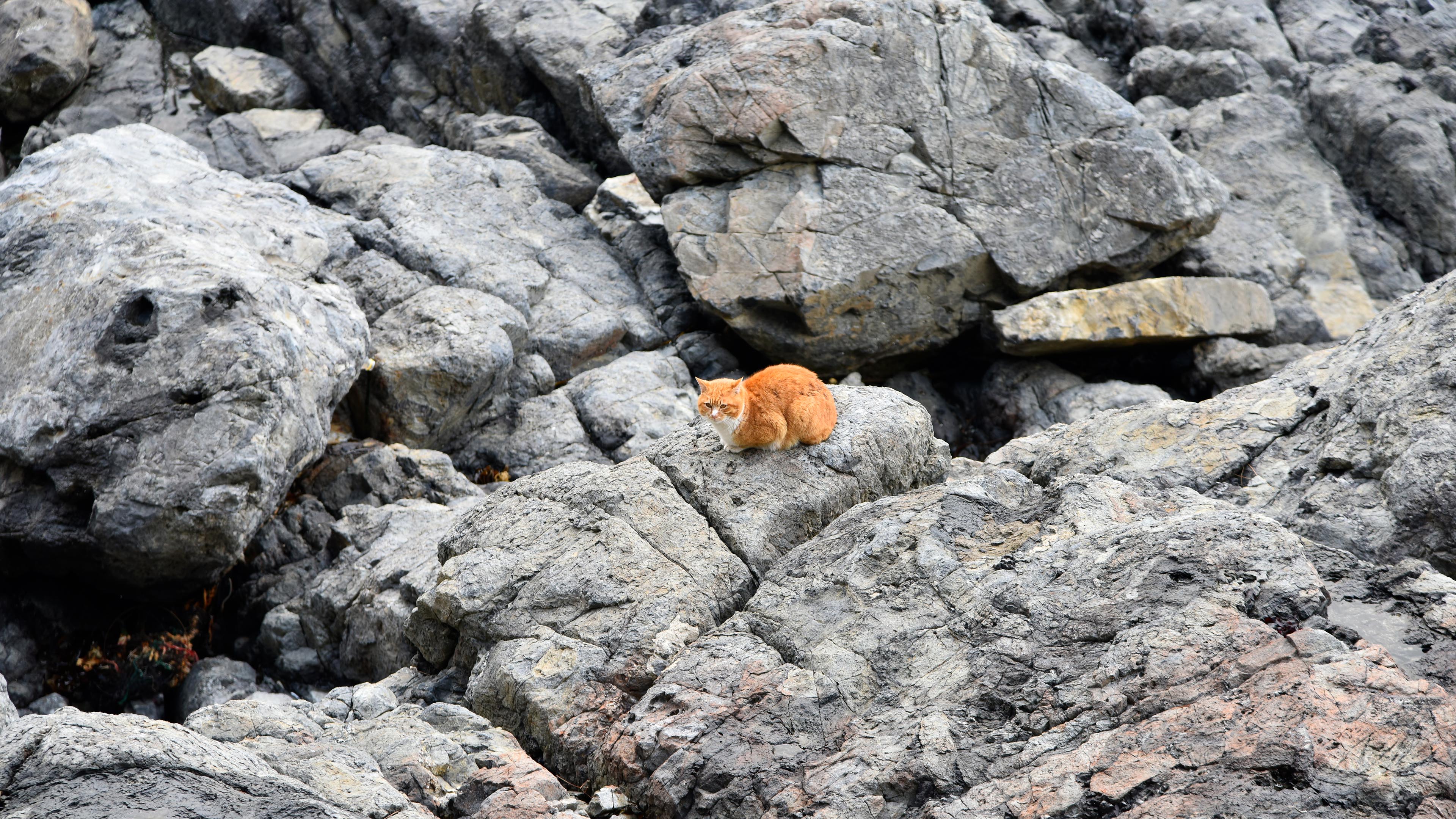 喵星人,大花猫,石头