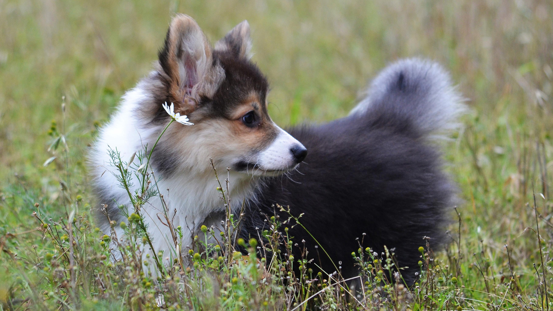 汪星人,小狗狗,草丛,小花
