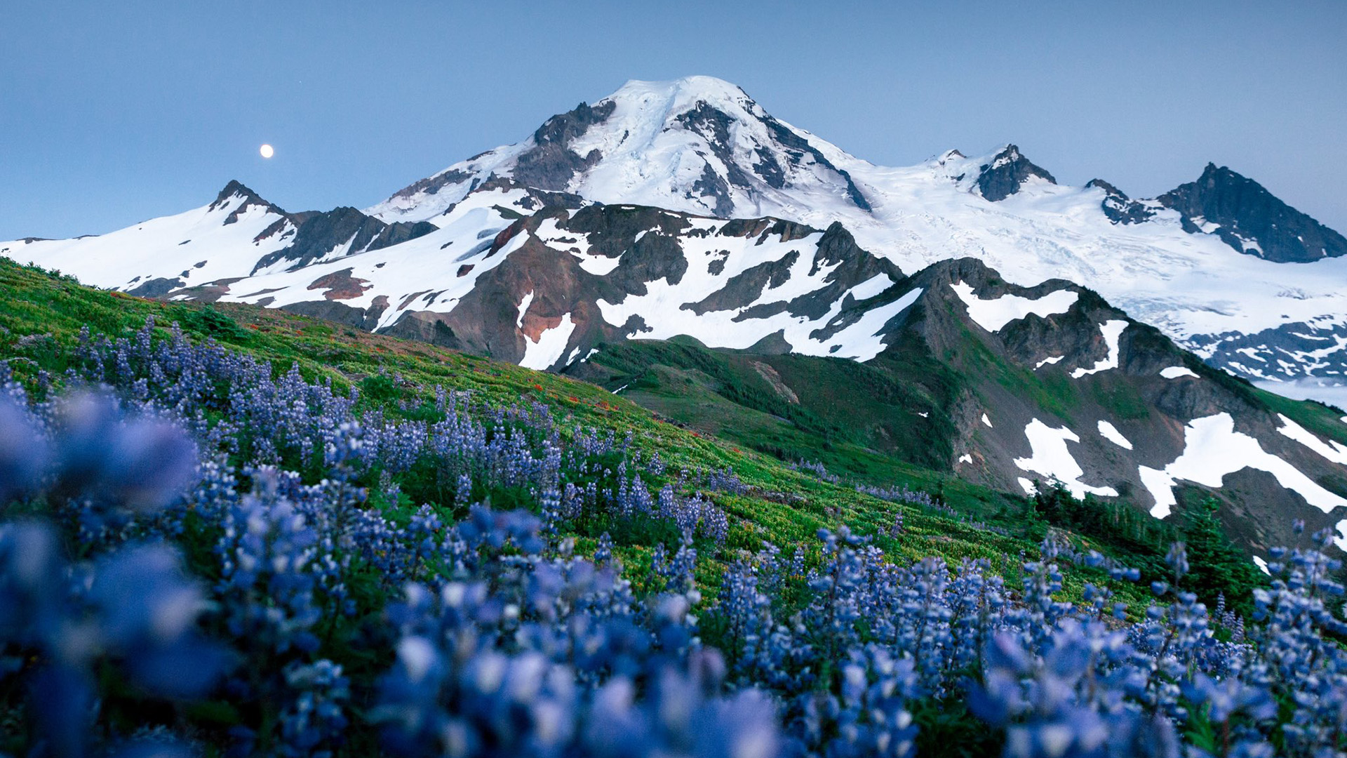 自然风光,雪山,花丛,神秘