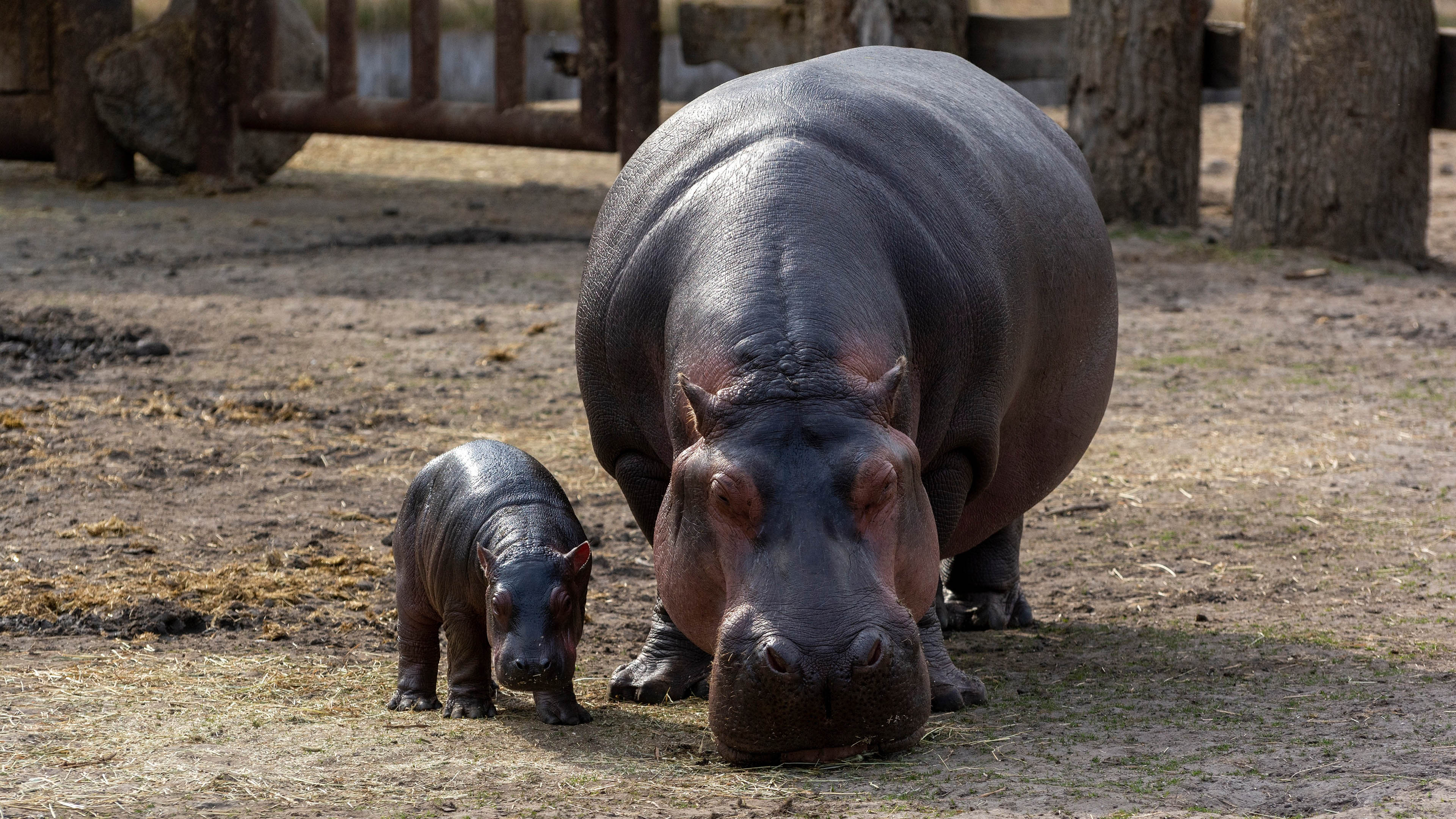 野生动物,小河马,宝宝