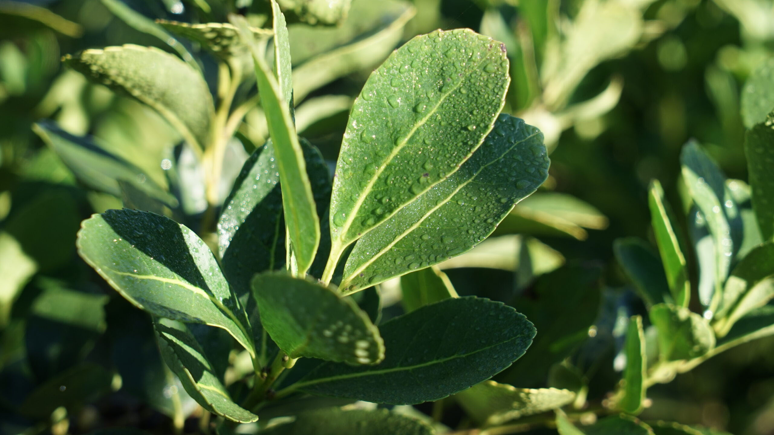 春意盎然,阳光,树叶,生机勃勃