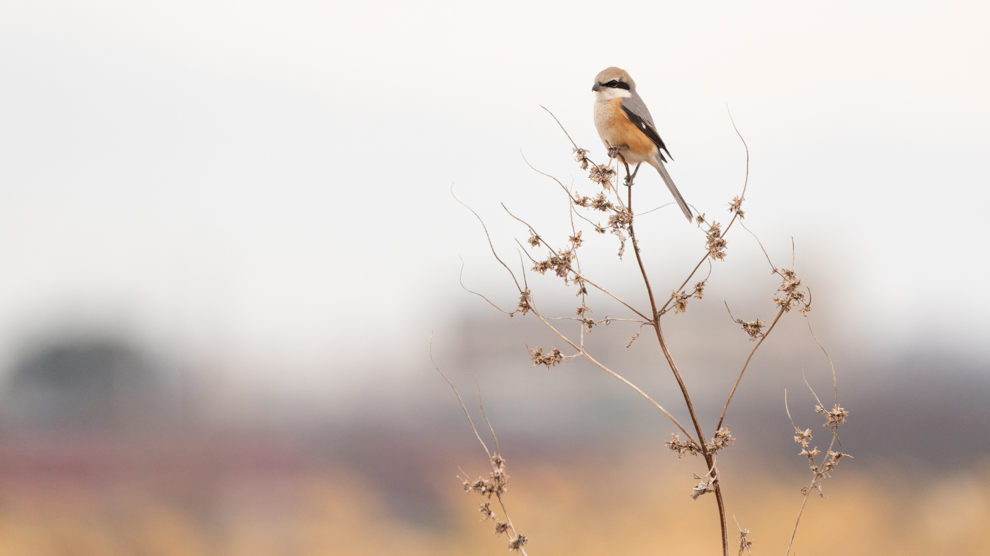 小鸟天地,黄雀,树枝